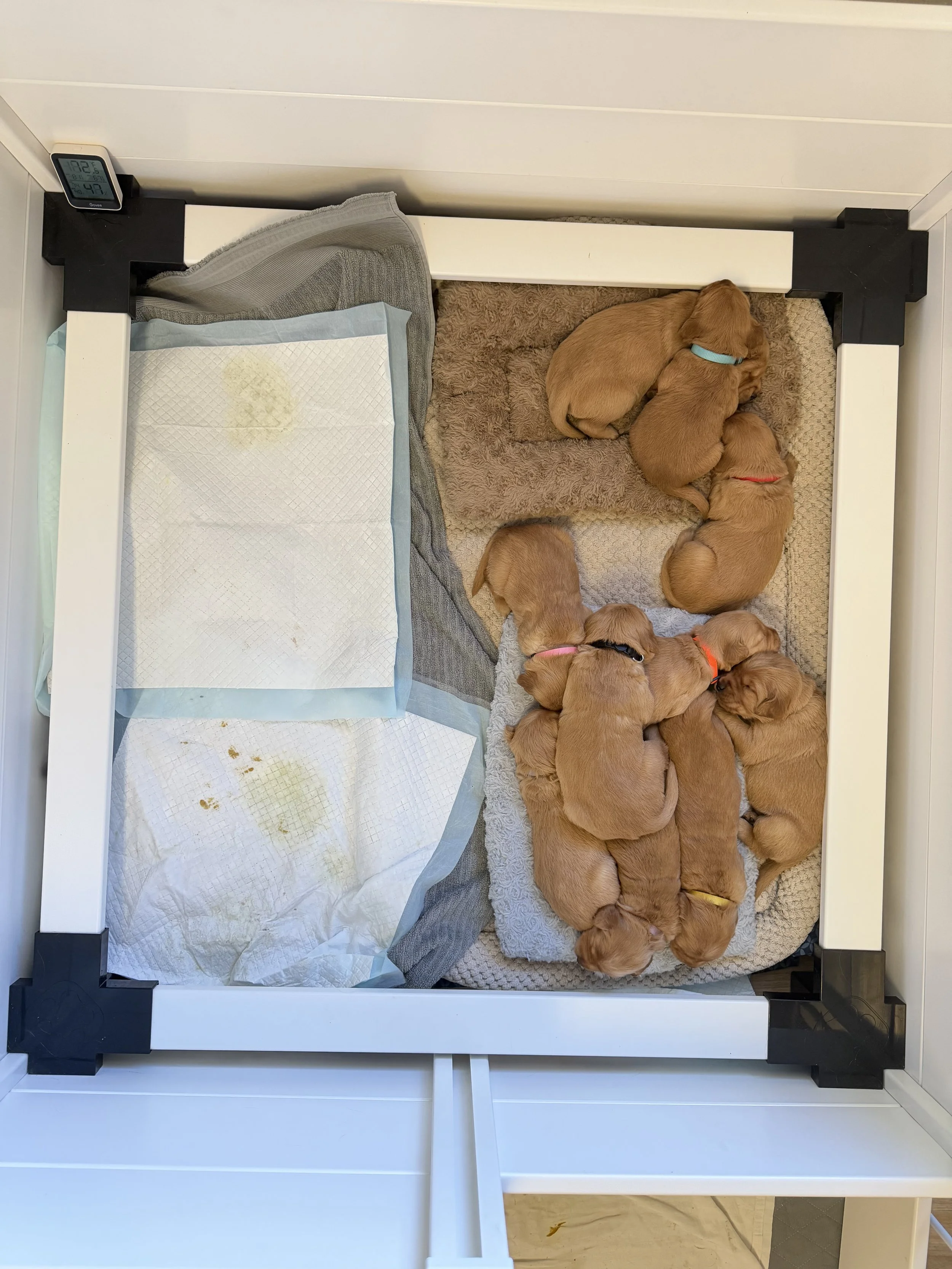 Potty pad training