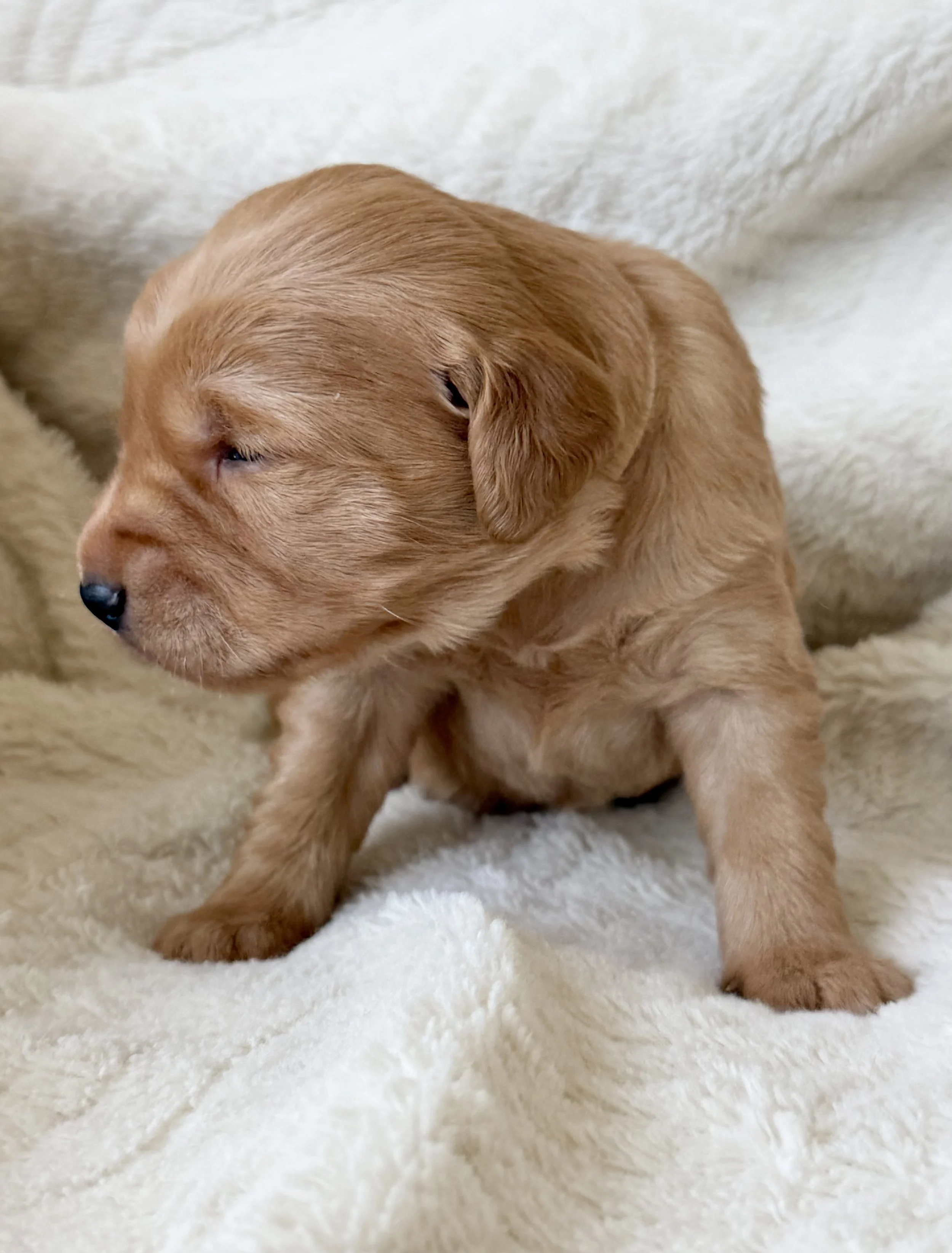 Franklin | White - Male
