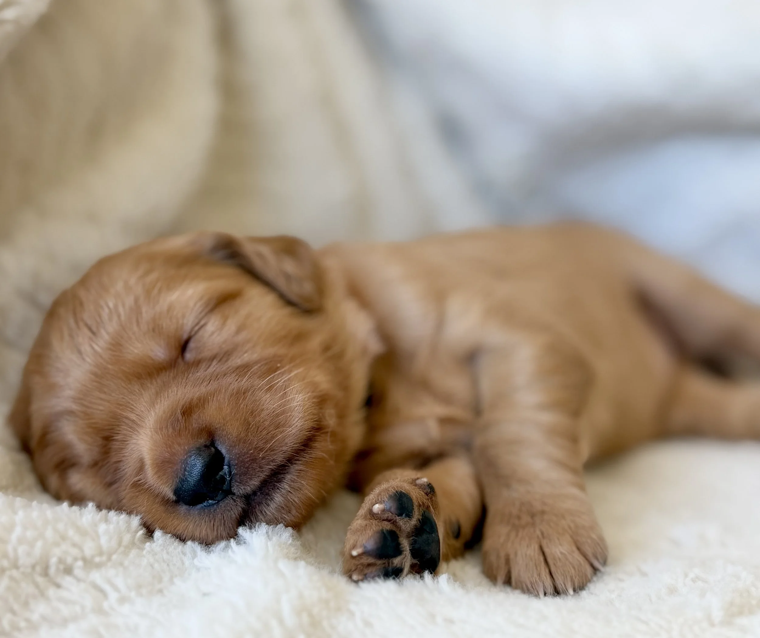Dolley | Red - Female