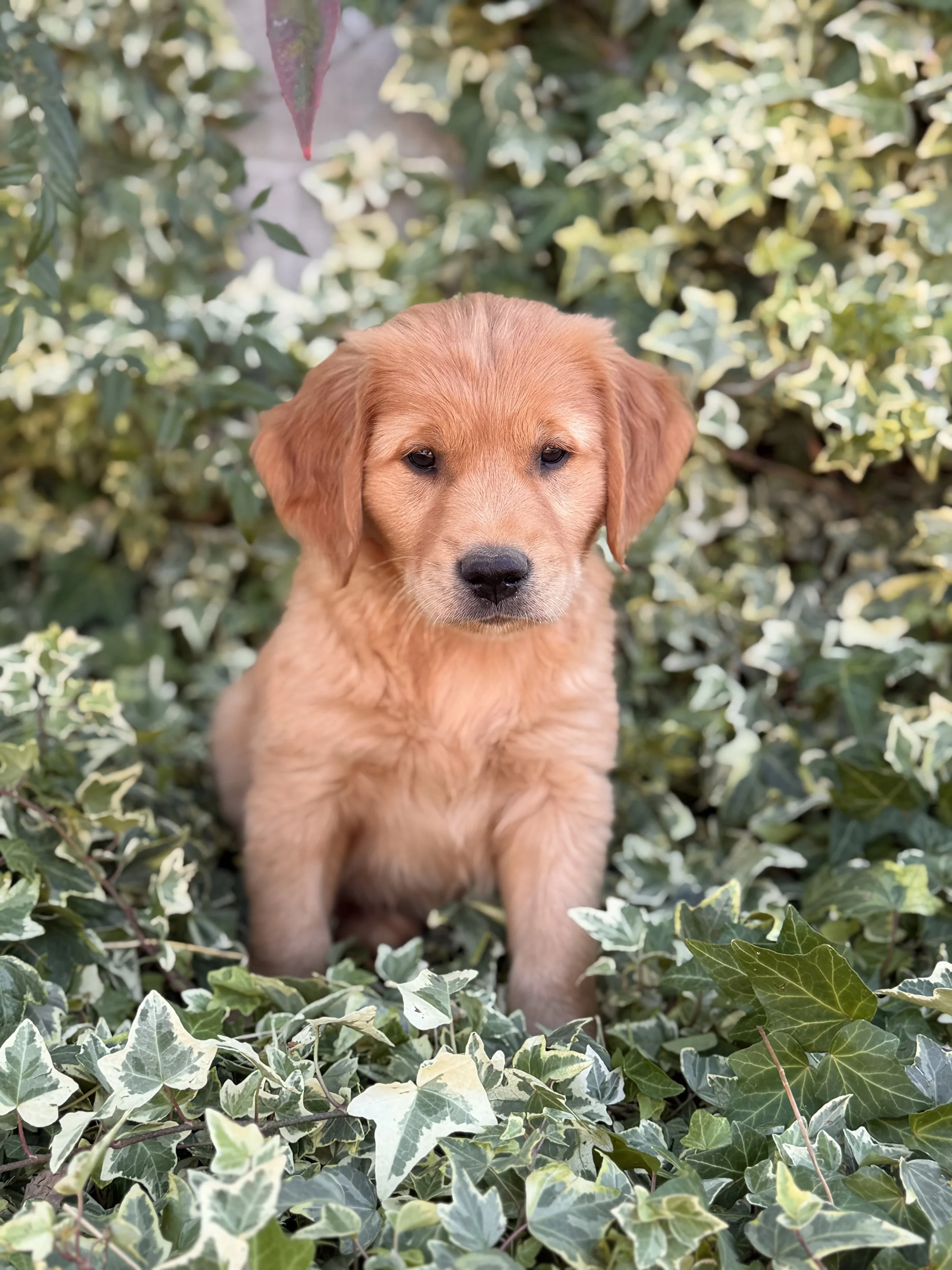 Franklin | White - Male