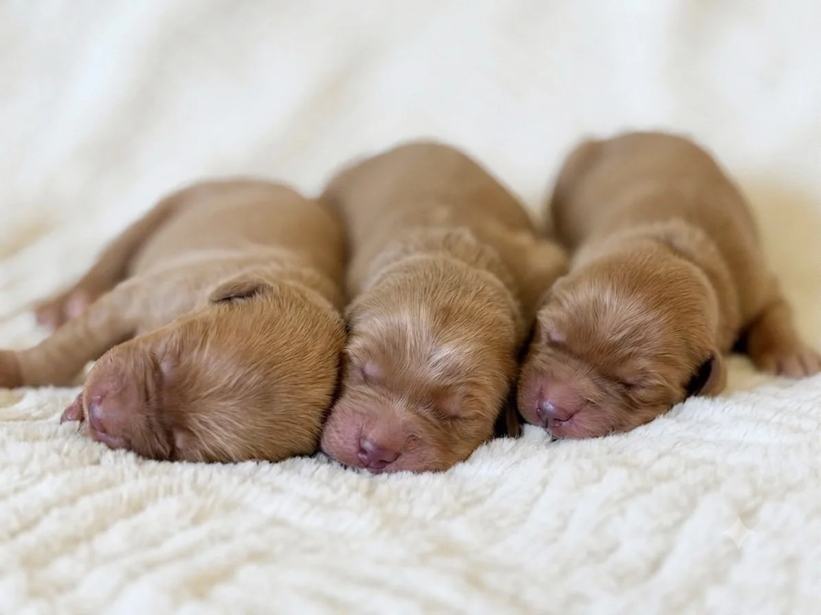 Dolley (Left) - Abigail (Middle) - Francis (Right)