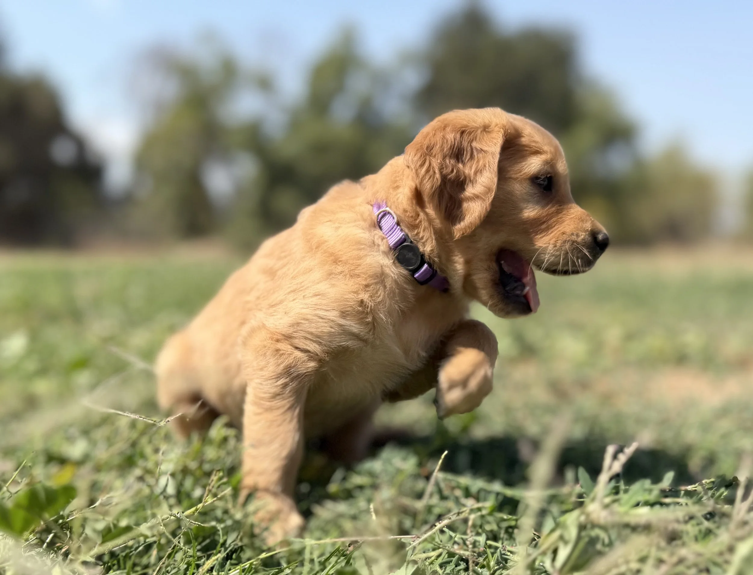 Abigail enjoying our back acre