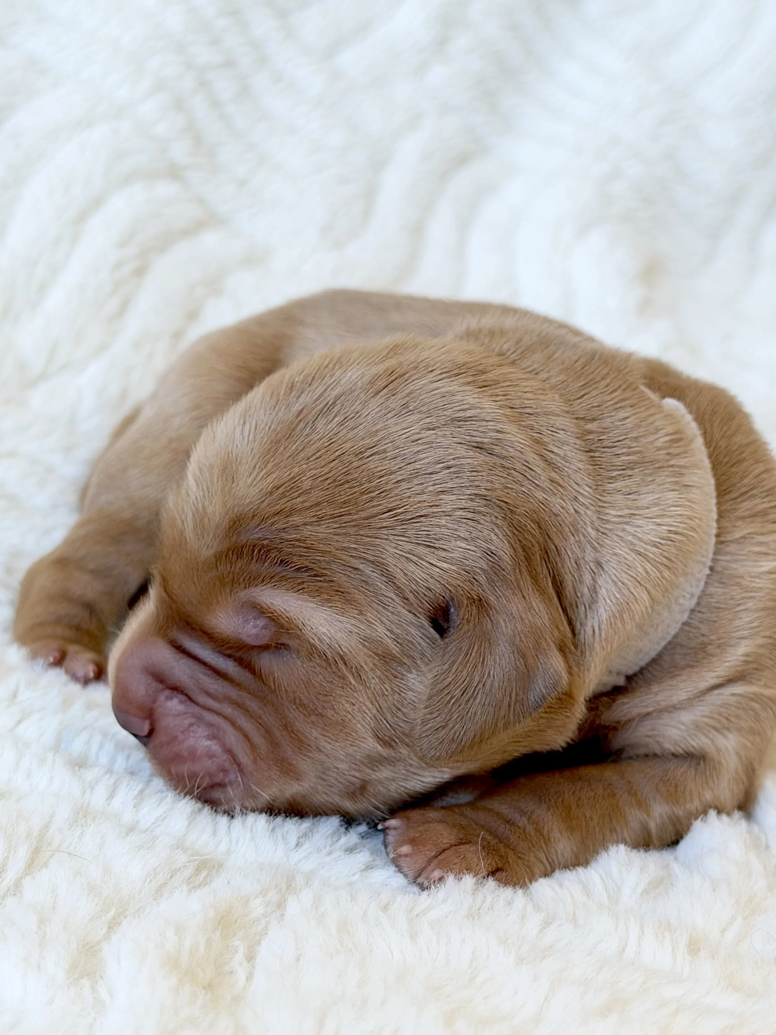 Franklin | White - Male