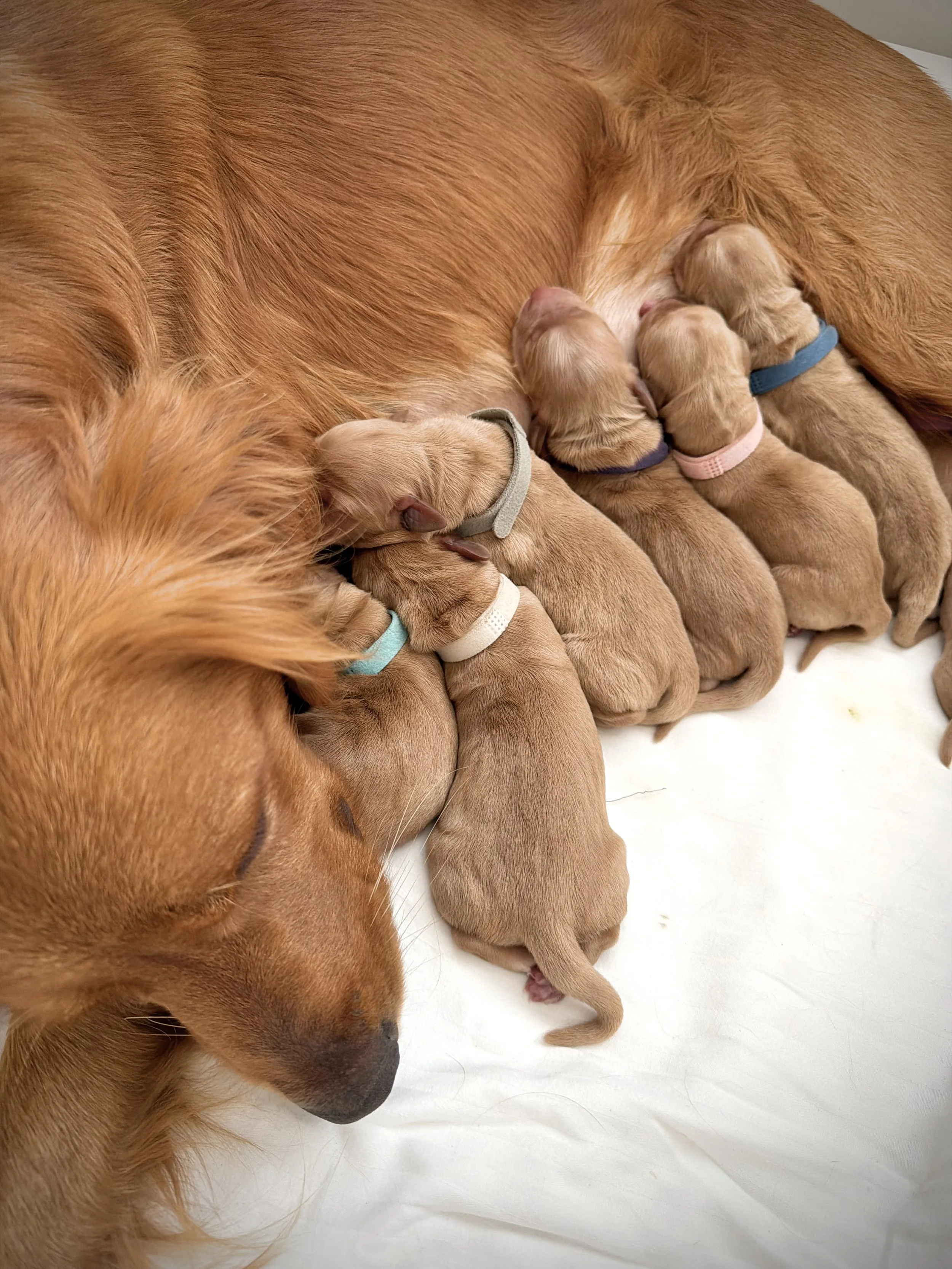 Nursing Time