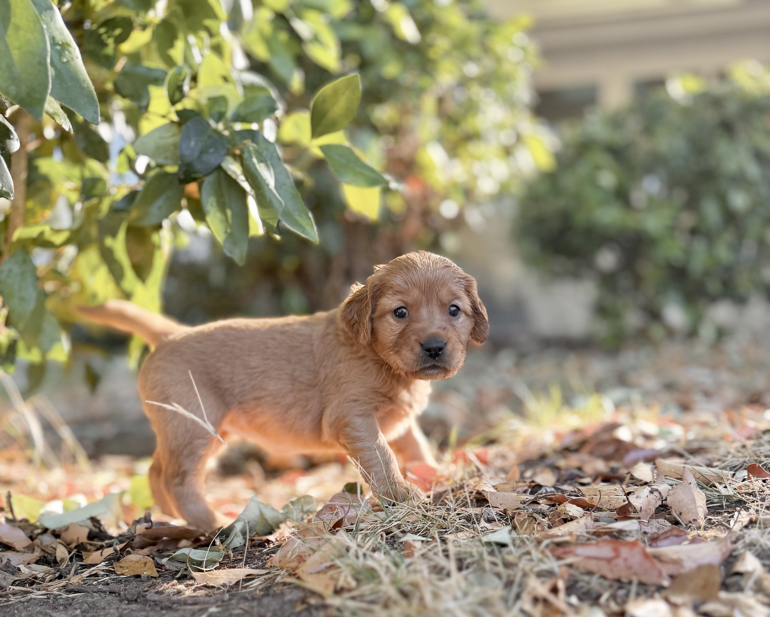 Betsy | Light Blue - Female