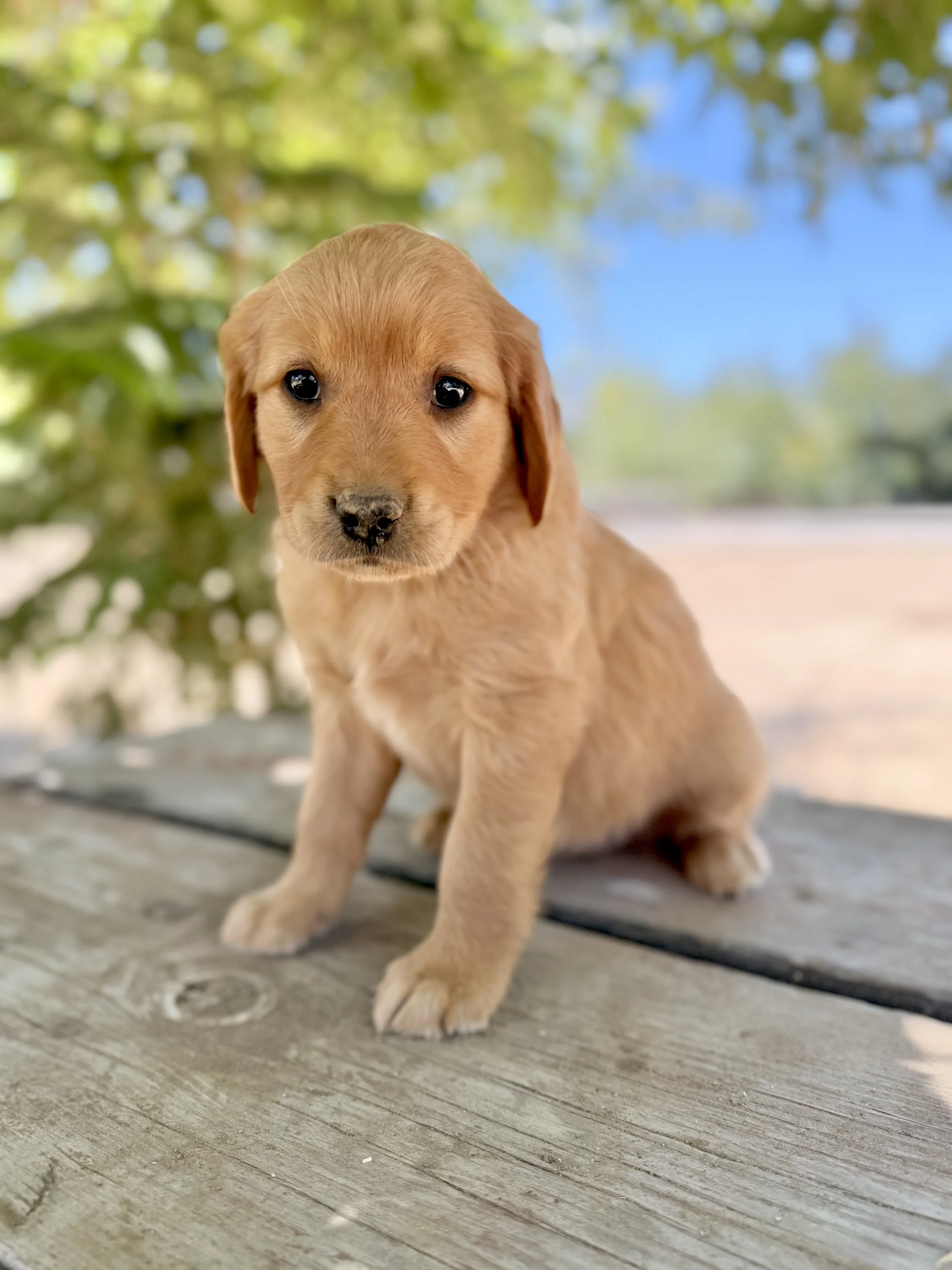 Madison | Pink - Female