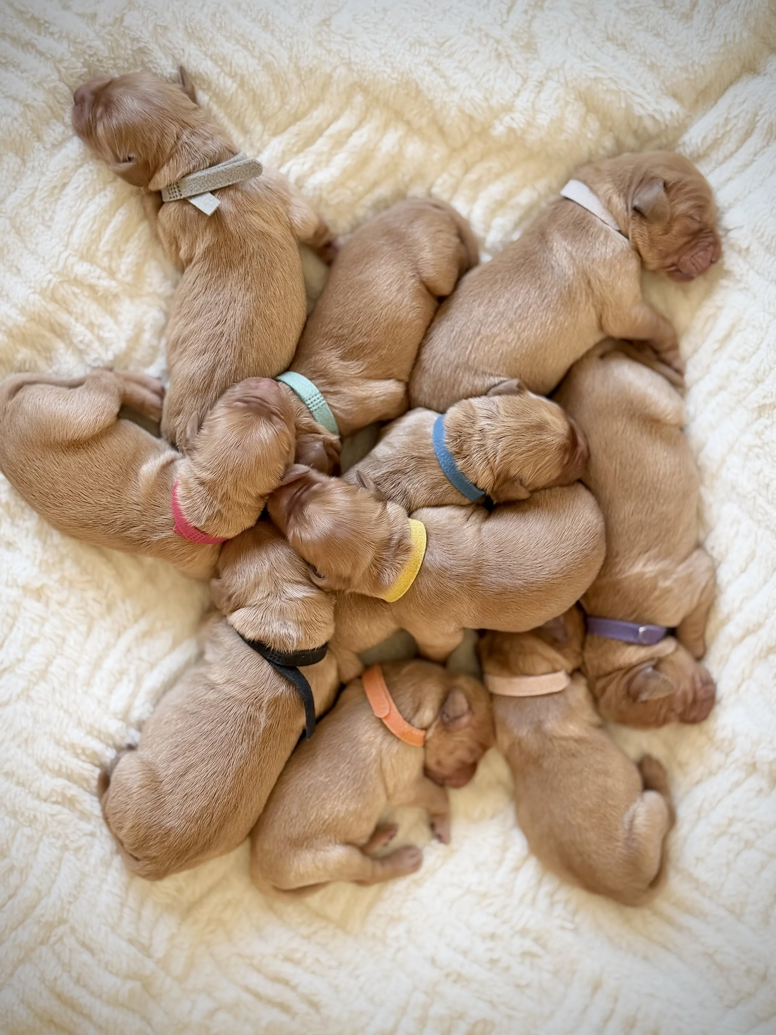 Newborn