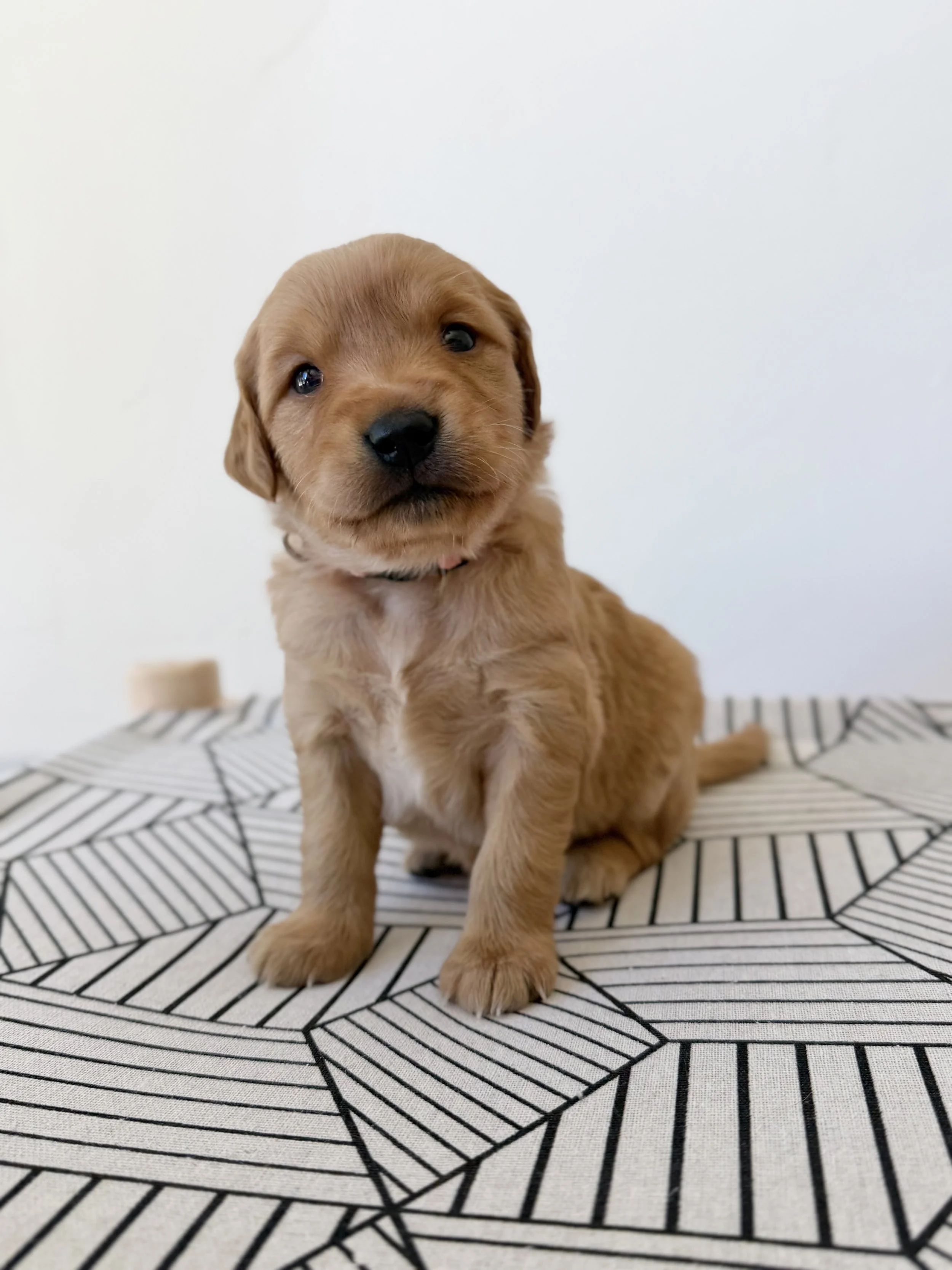 Madison | Pink - Female