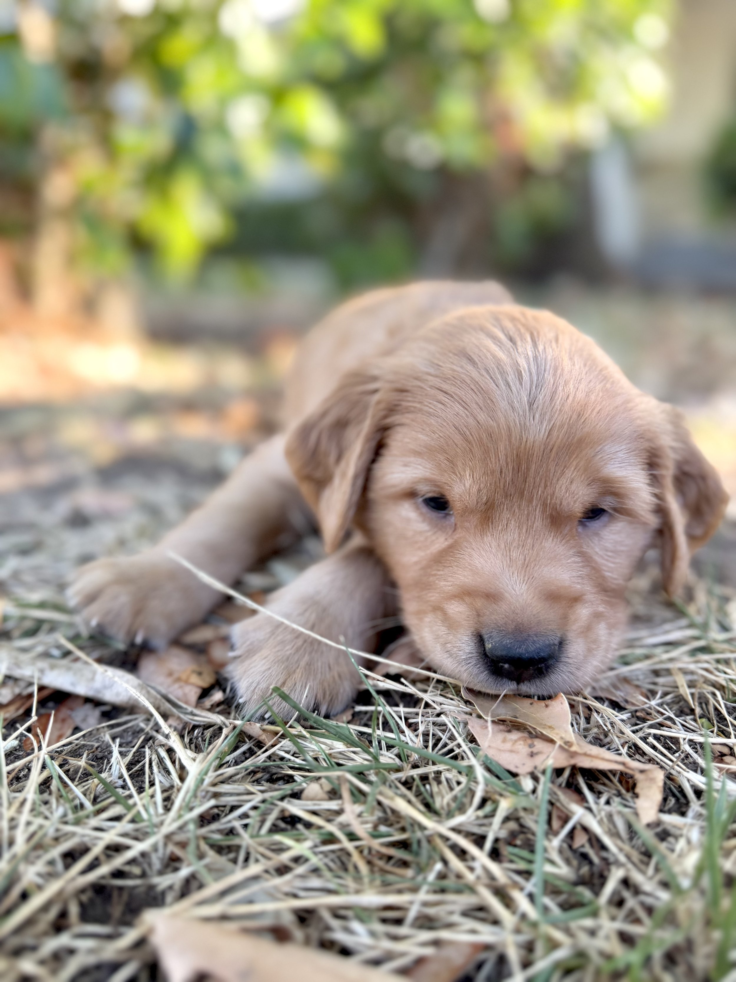 Franklin | White - Male