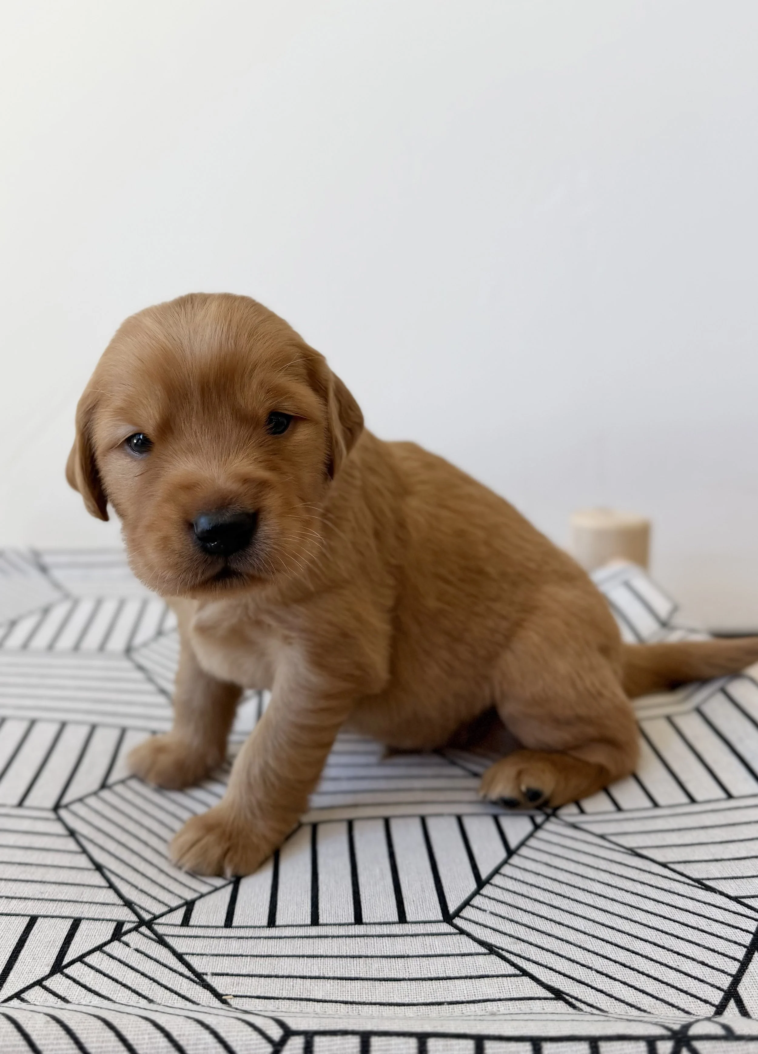Hamilton | Yellow - Male