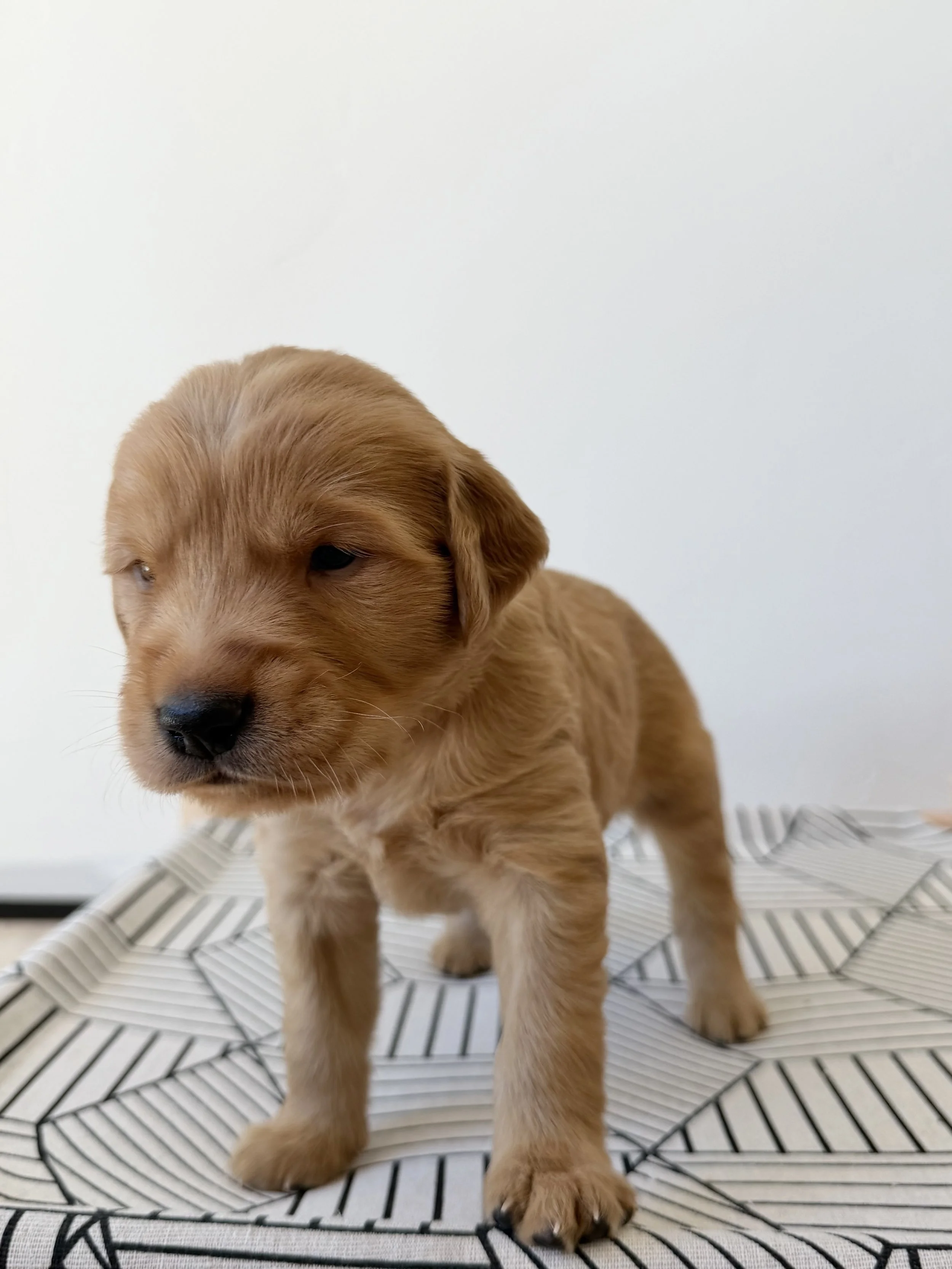 Franklin | White - Male