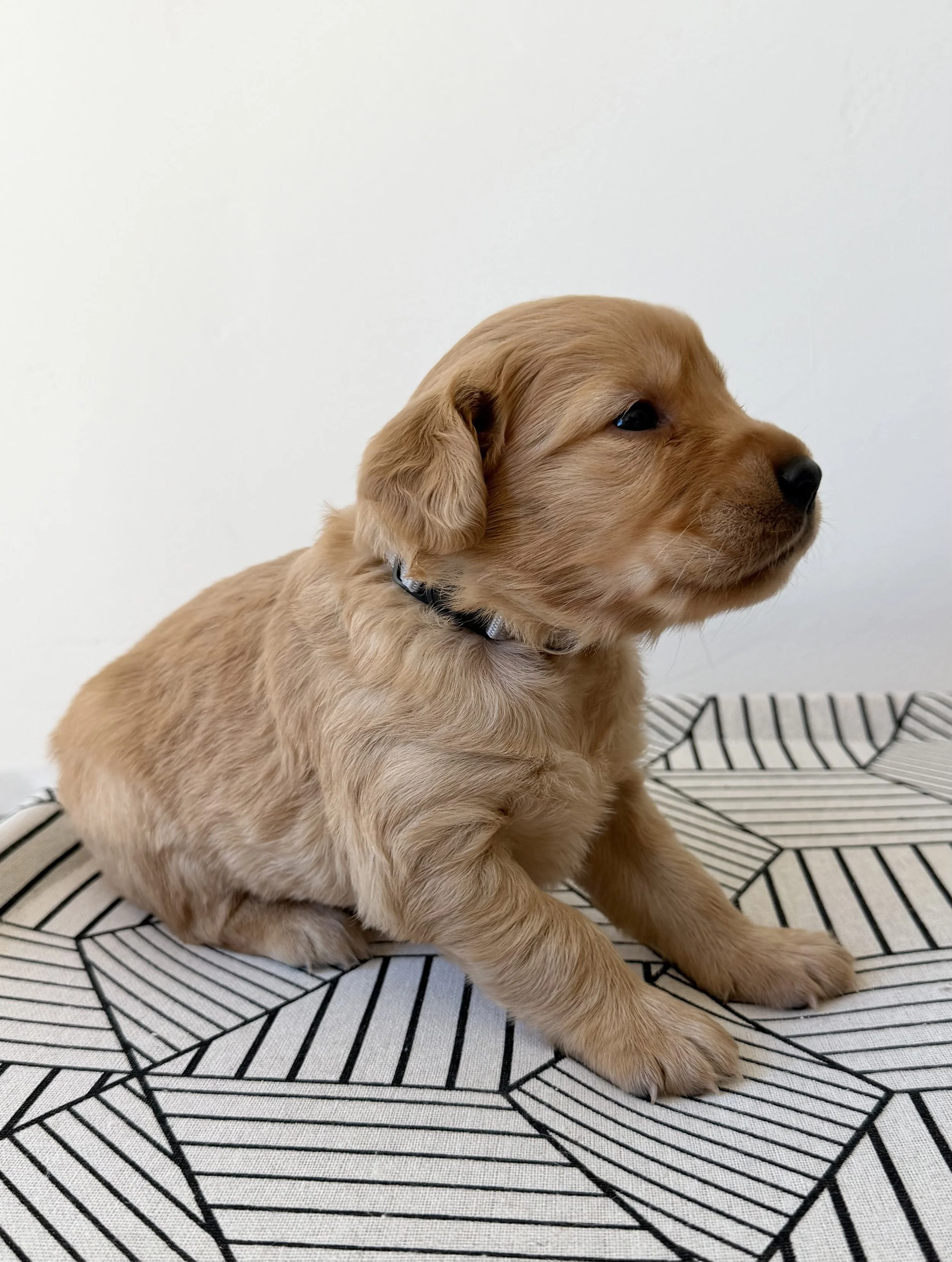 Charlie | Gray - Male