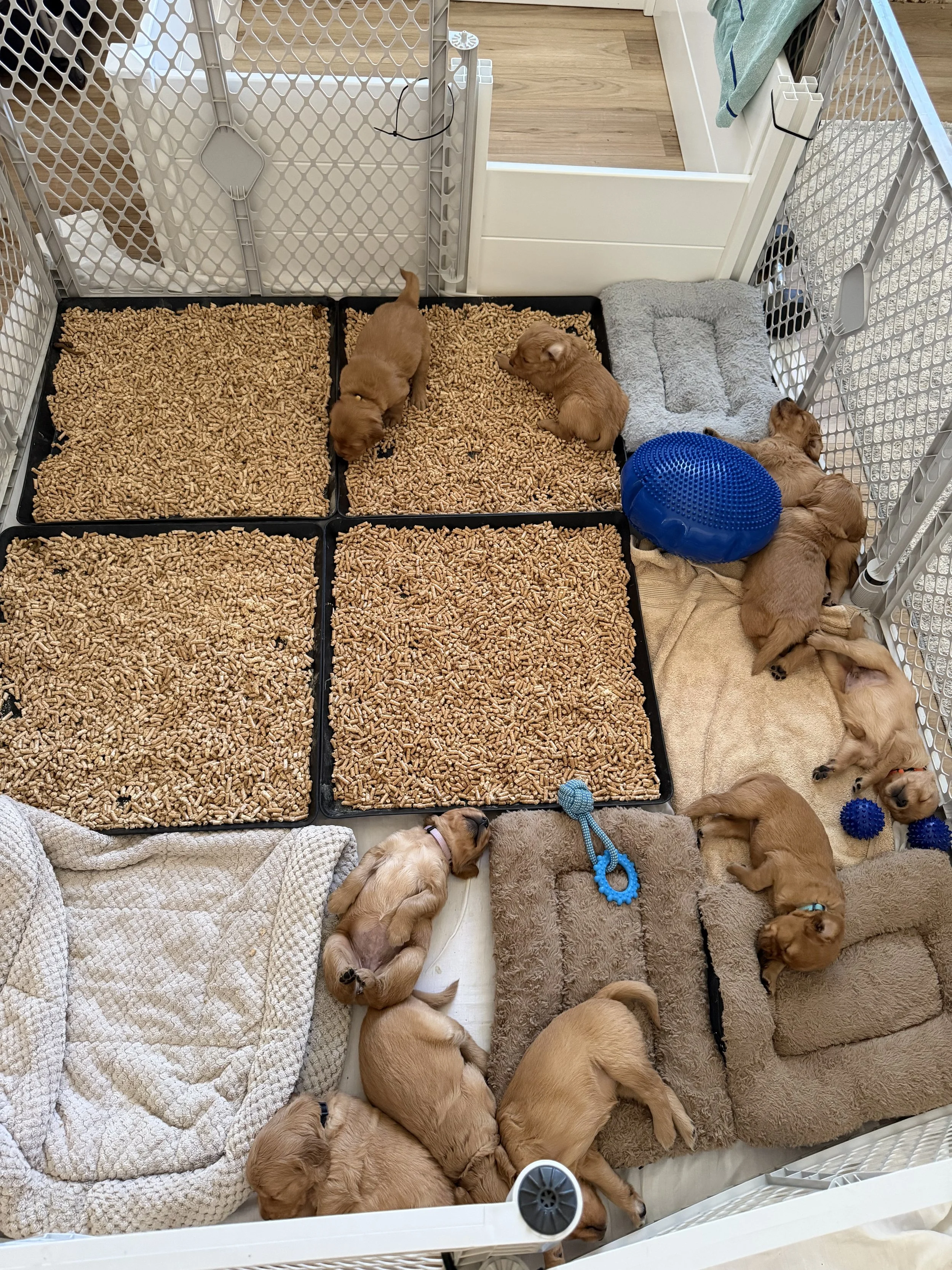 ex-pen nap time