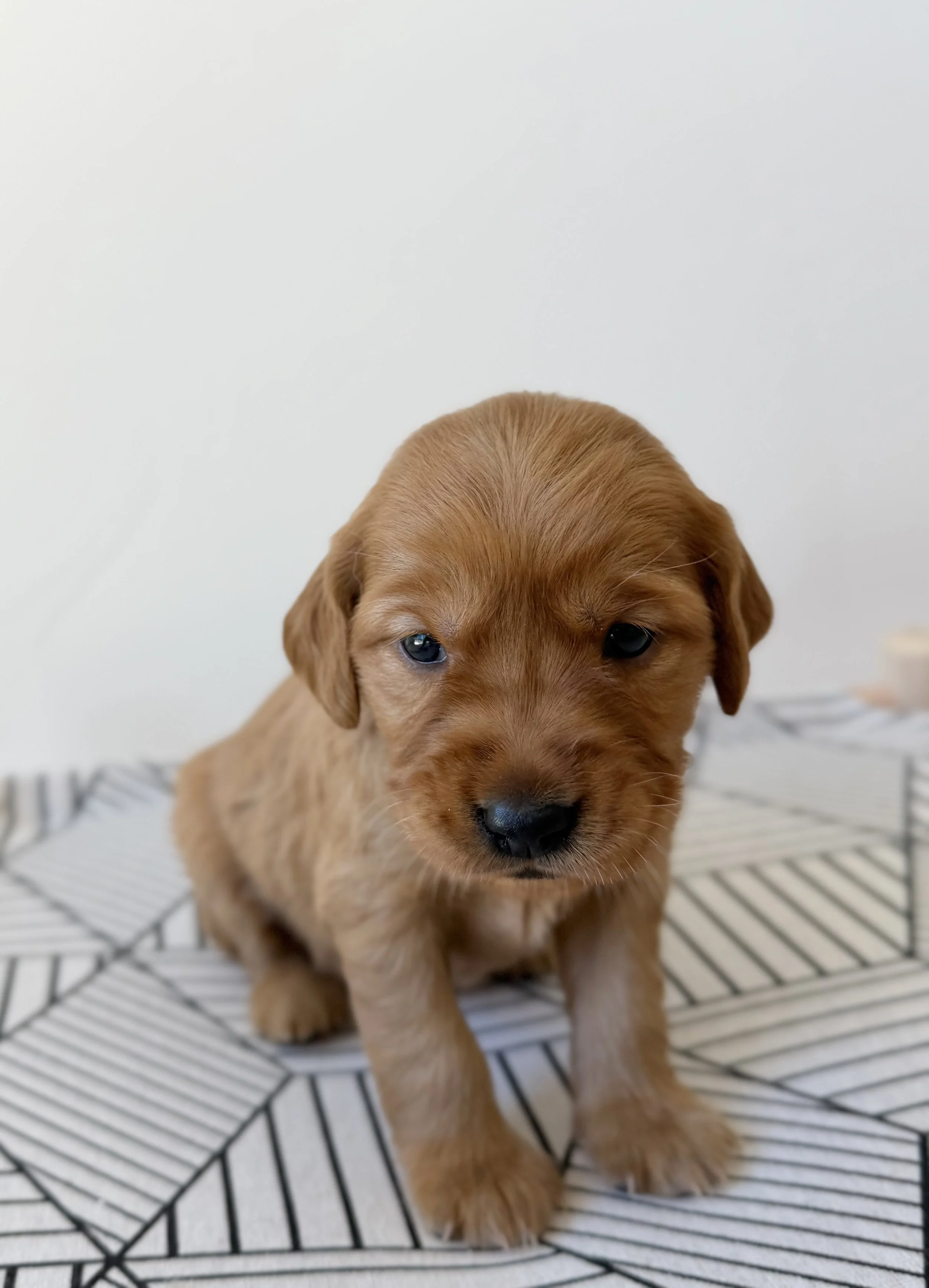 Betsy | Light Blue - Female