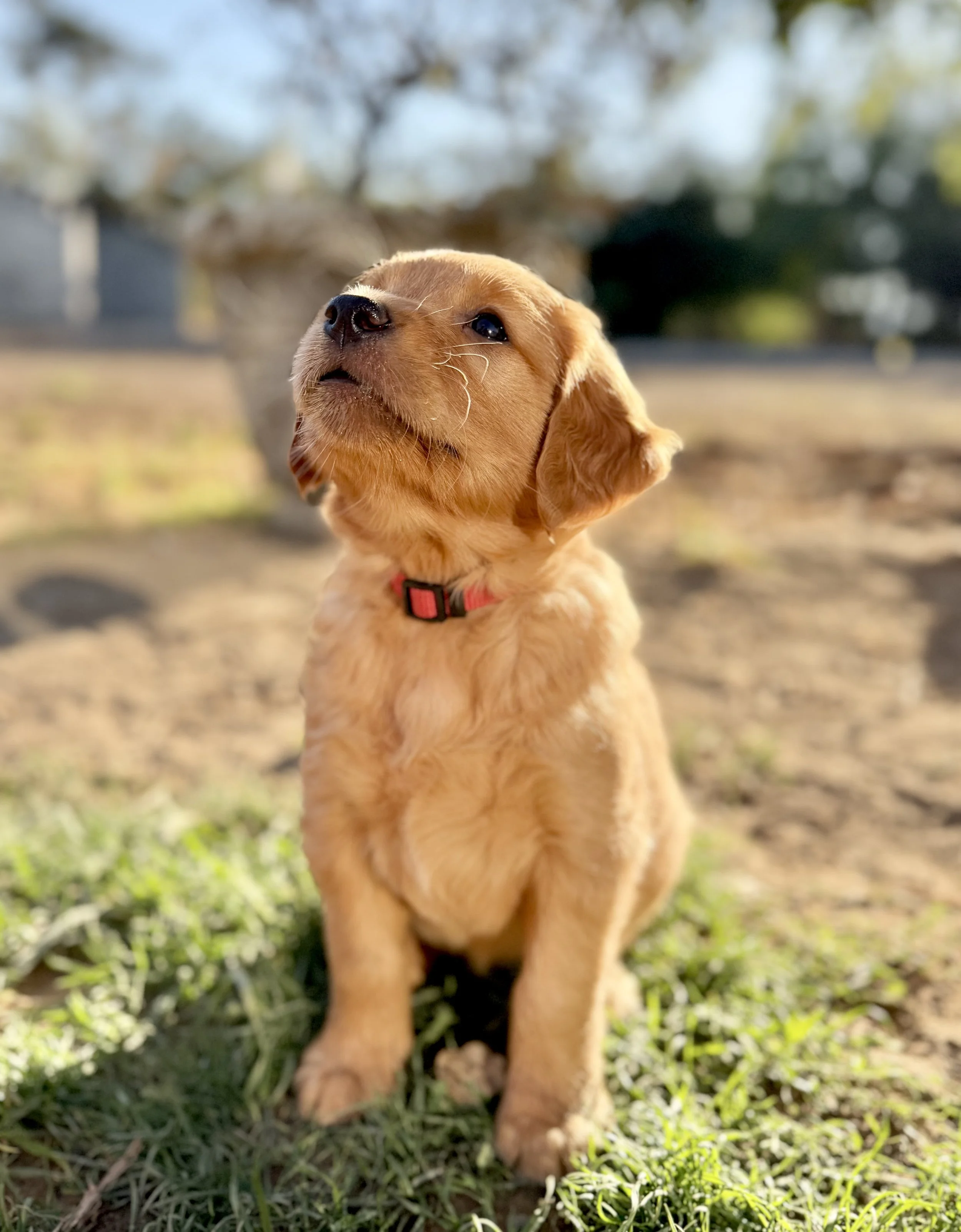 Dolley | Red - Female