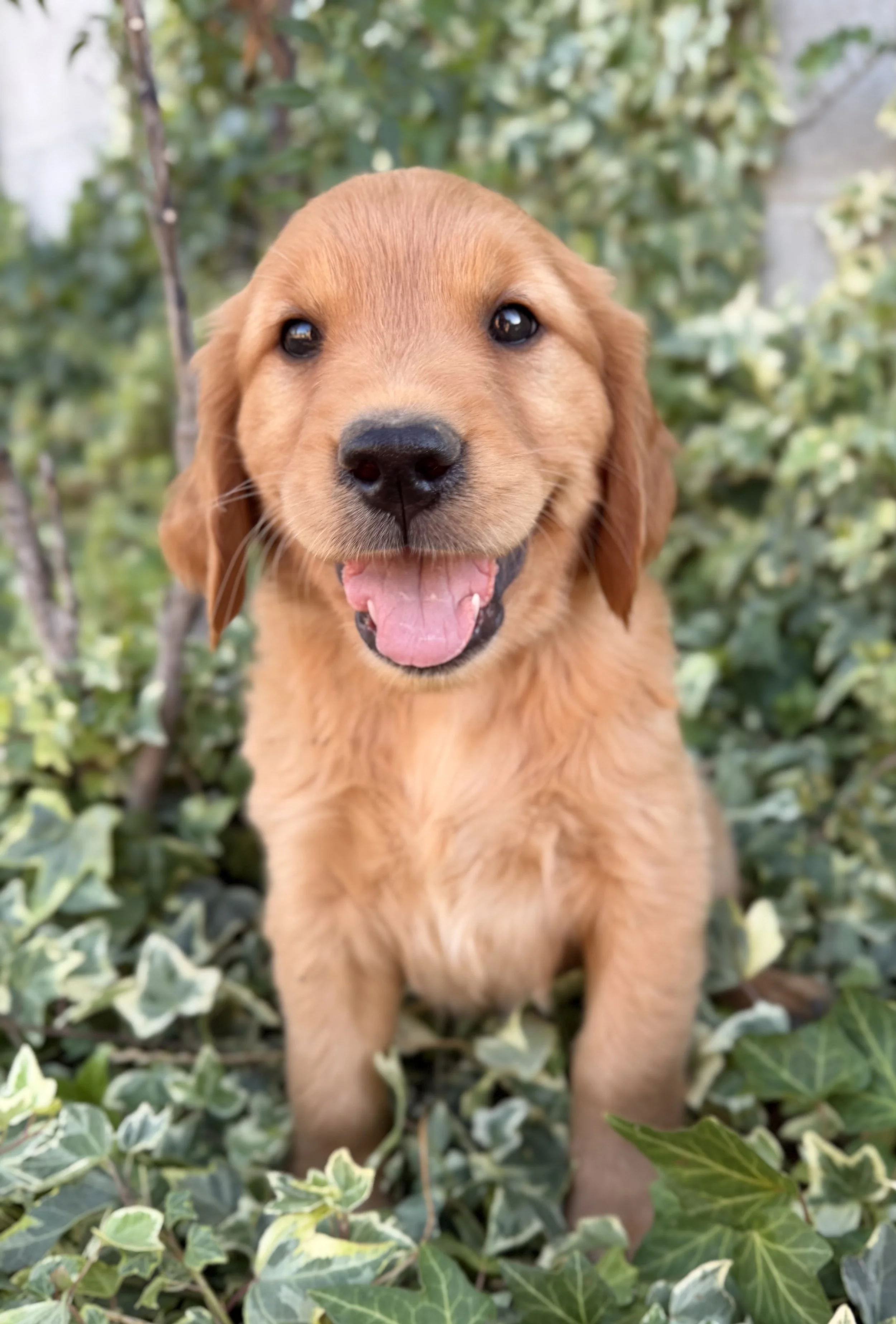 Hamilton | Yellow - Male