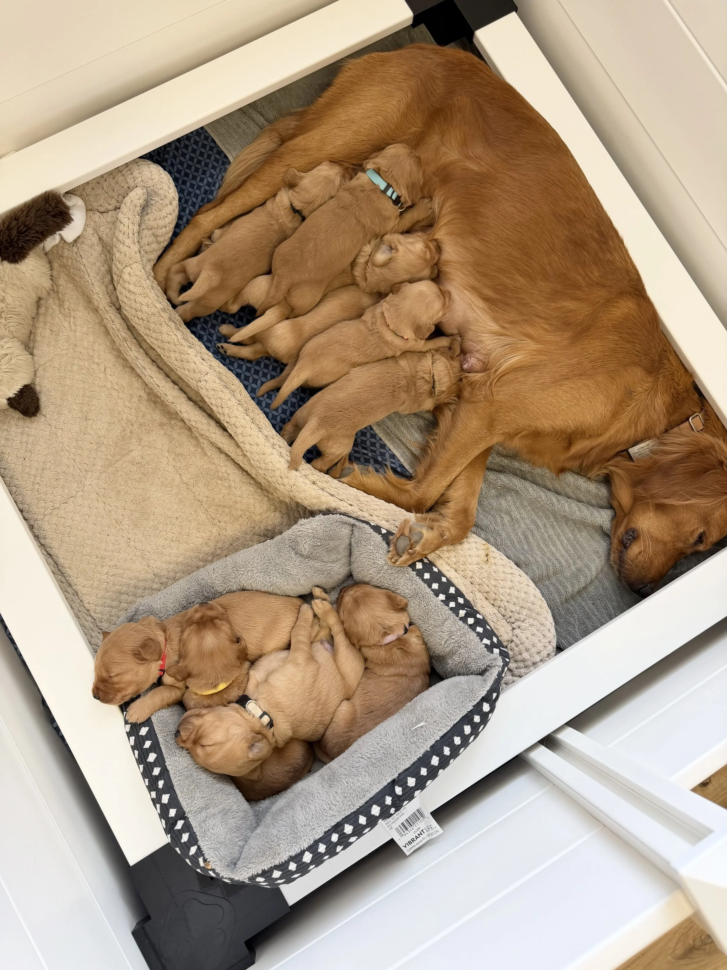 Scarlet is a very committed mother