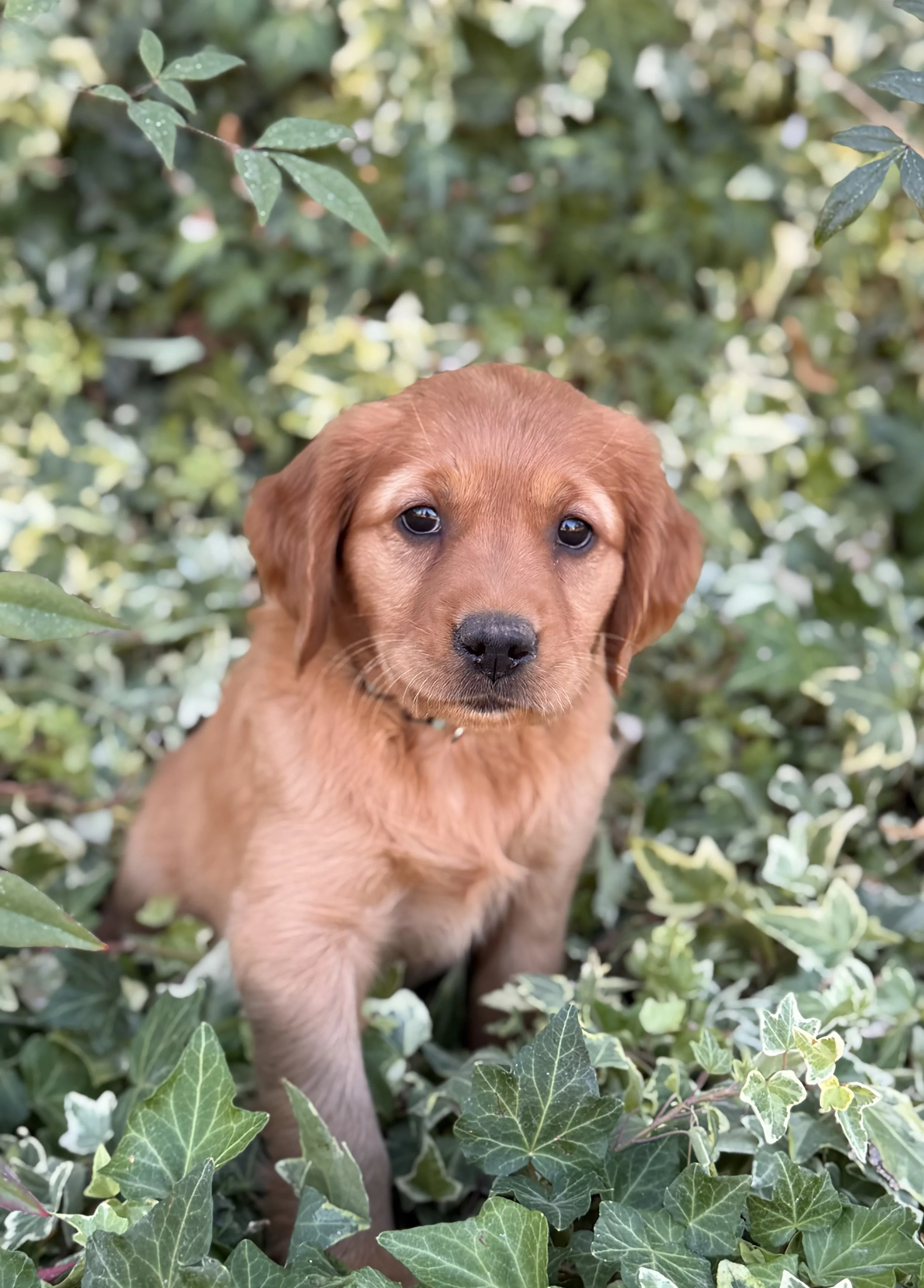 Betsy | Light Blue - Female