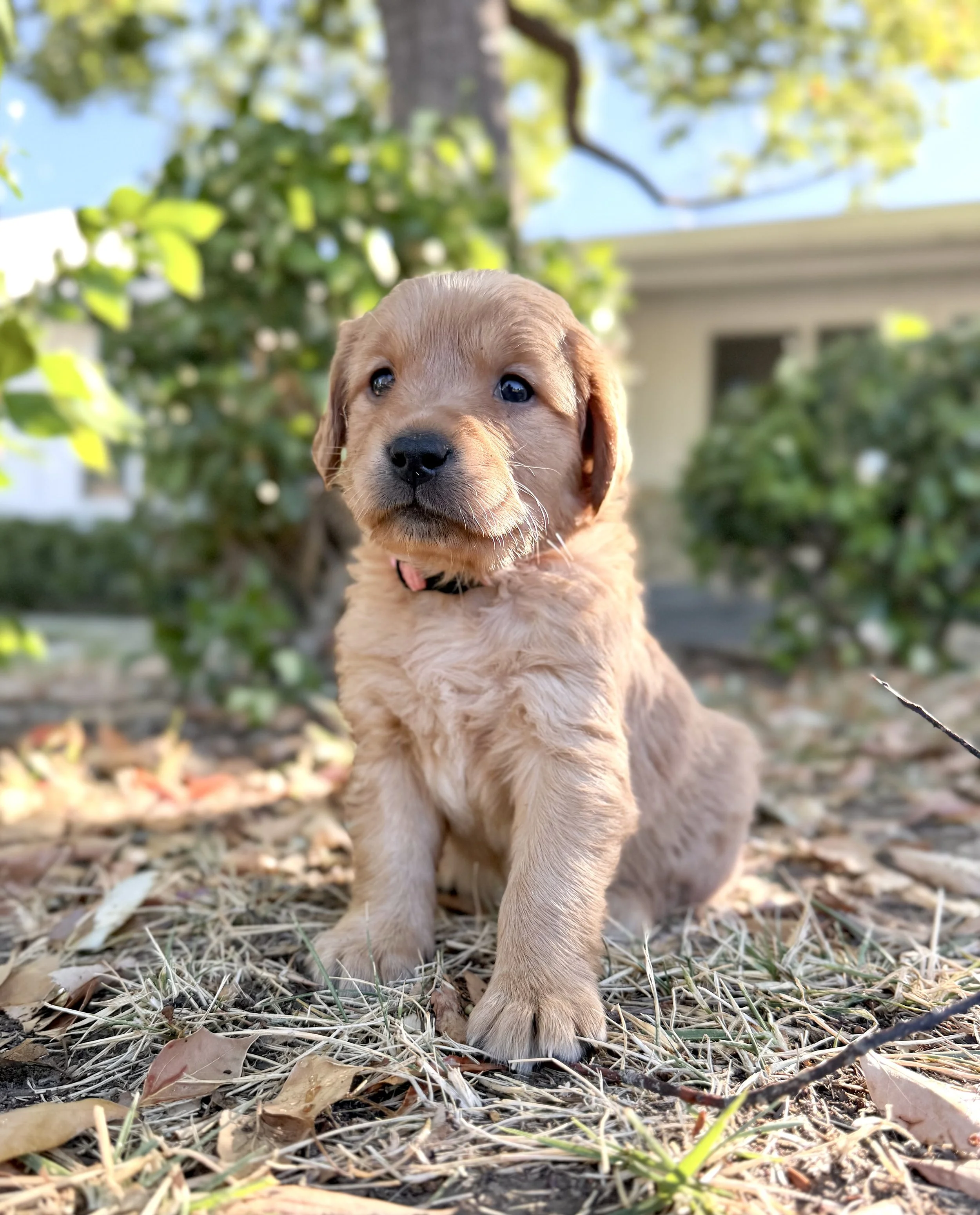 Madison | Pink - Female