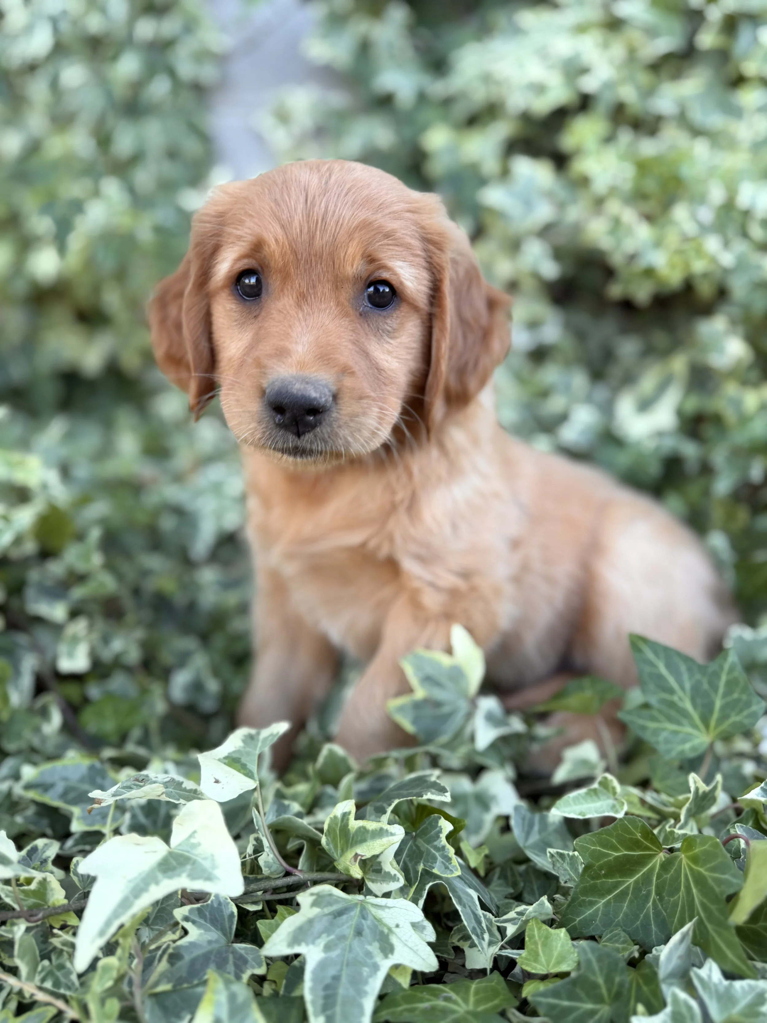 Dolley | Red - Female