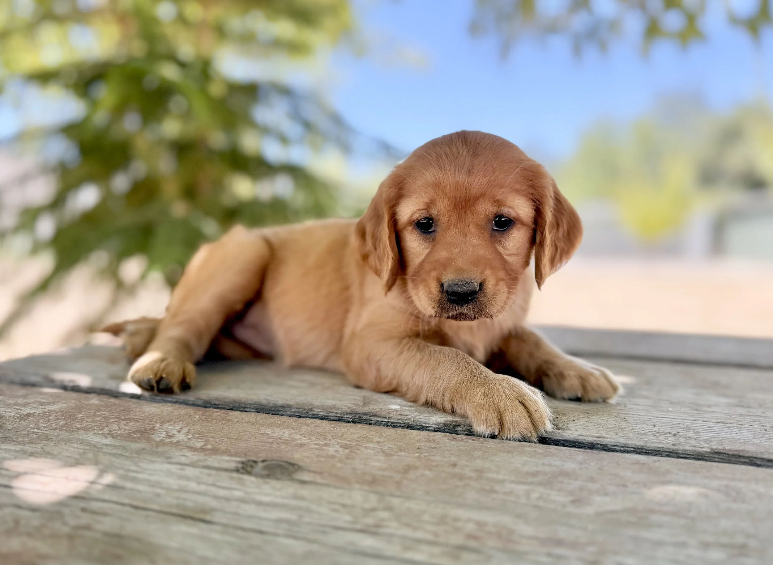 Betsy | Light Blue - Female