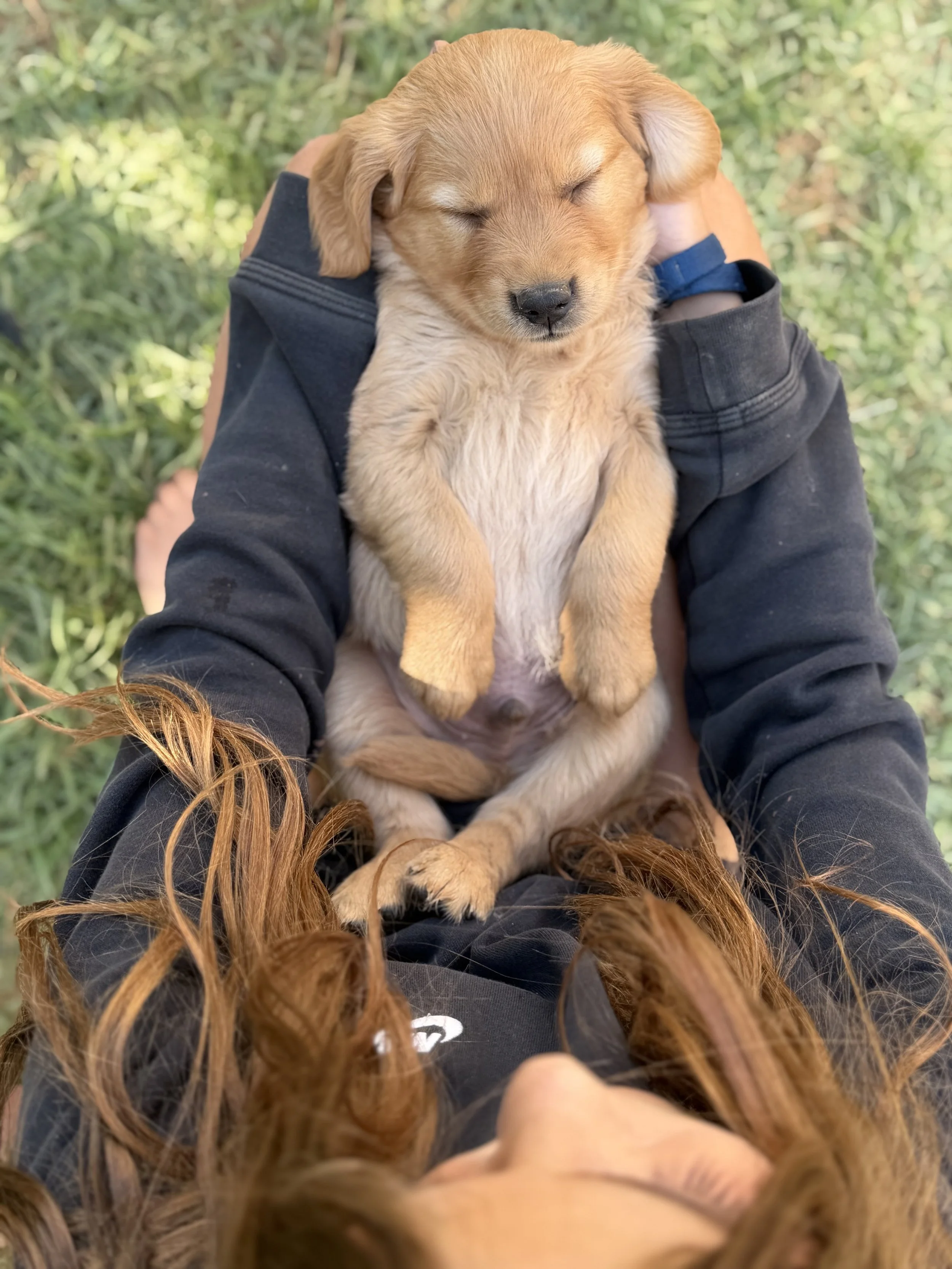 The puppies are excellent with the kids!