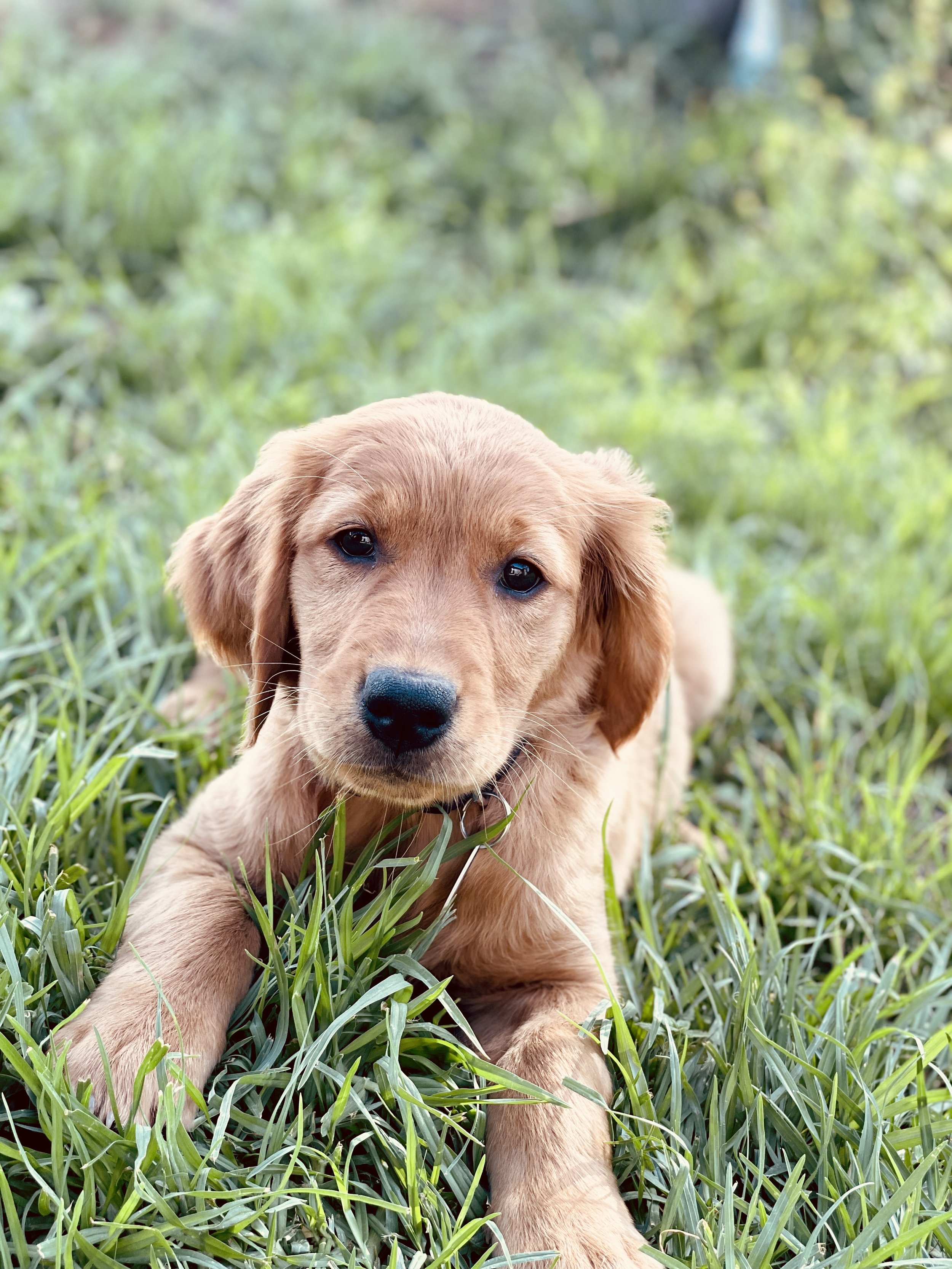 red golden retriever puppy portrait 8 weeks old in the grass