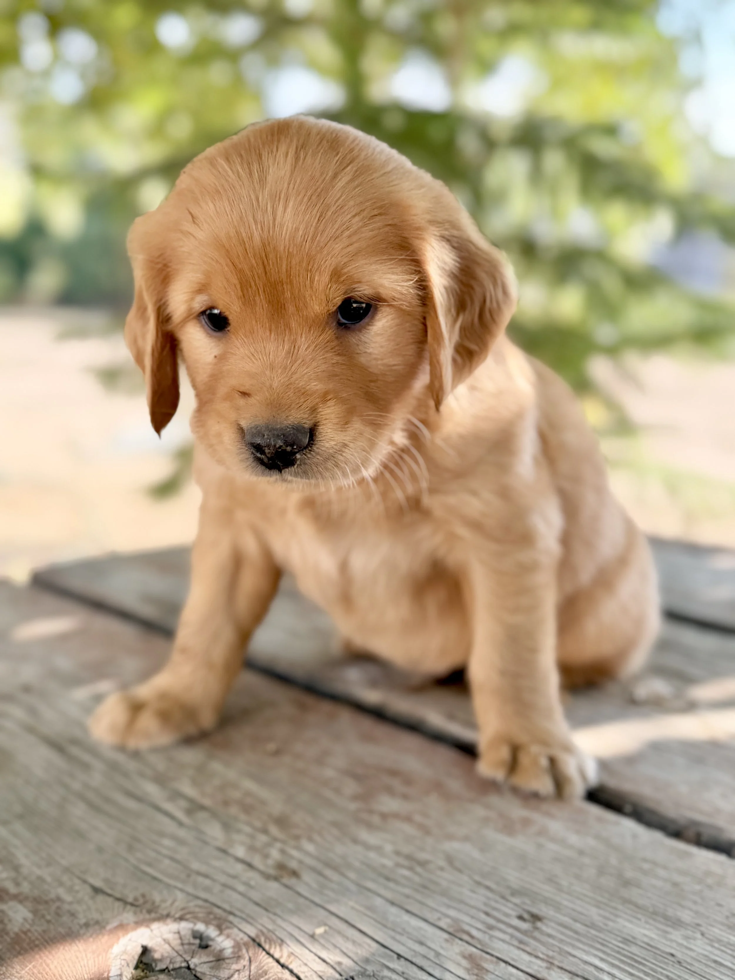 Hamilton | Yellow - Male