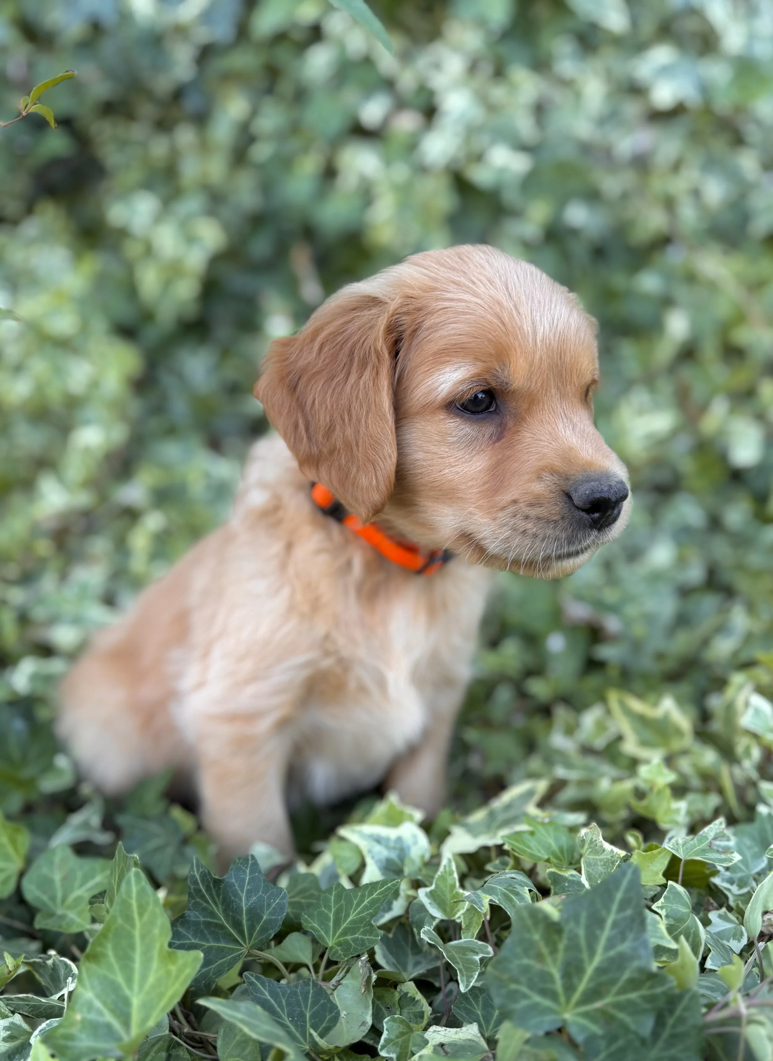 Hancock | Orange - Male
