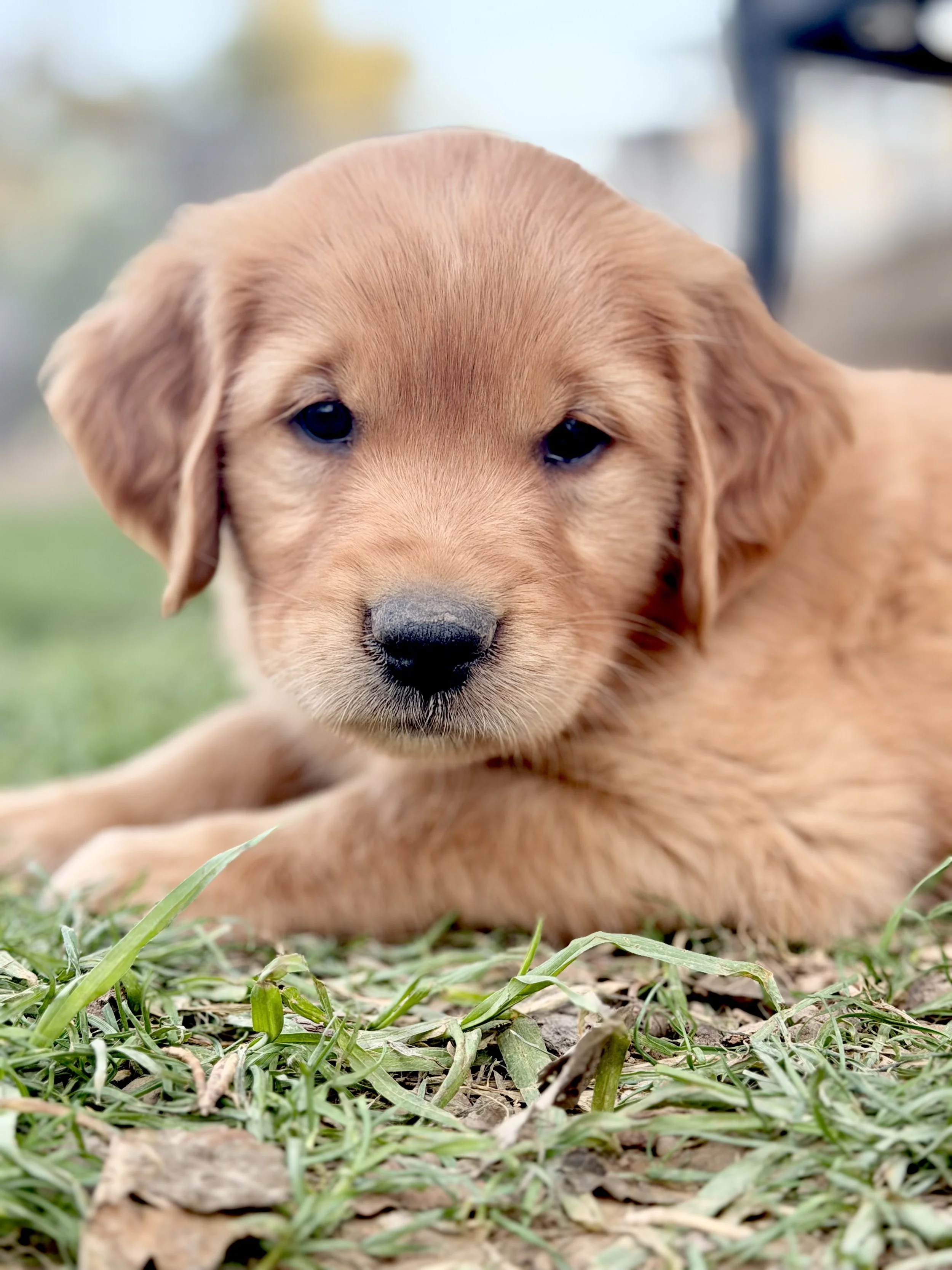 Seven Weeks