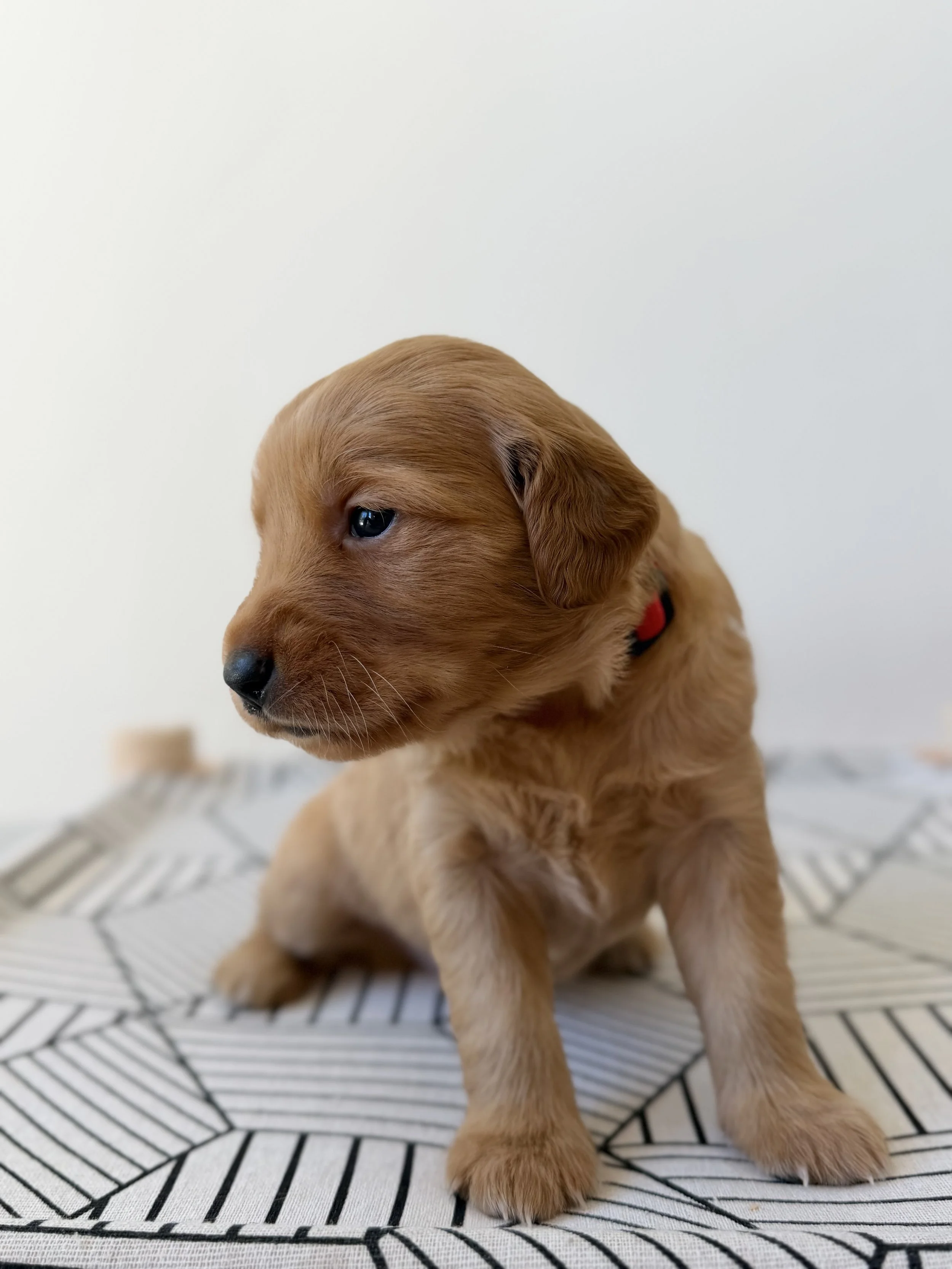 Dolley | Red - Female