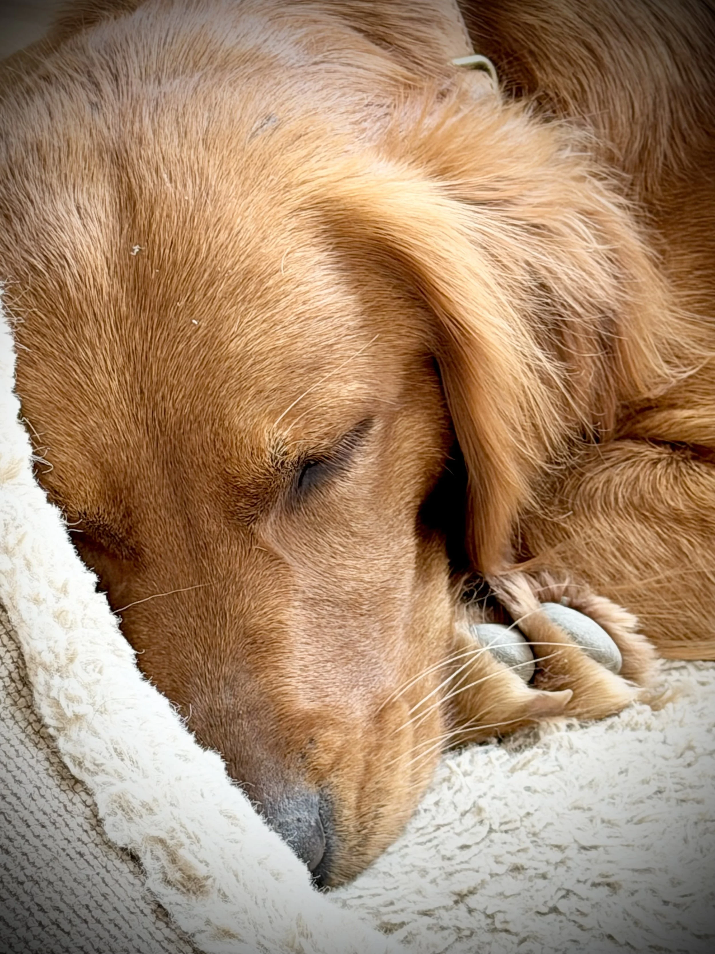 sleeping red golden retriever dog pregnant
