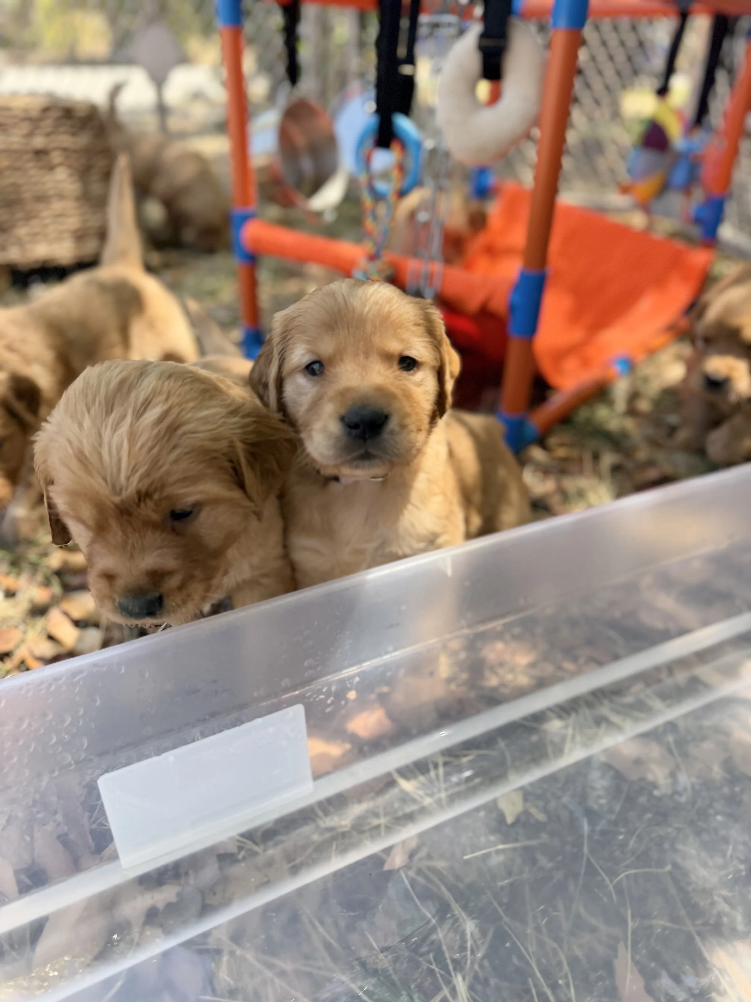 New outdoor ex-pen time