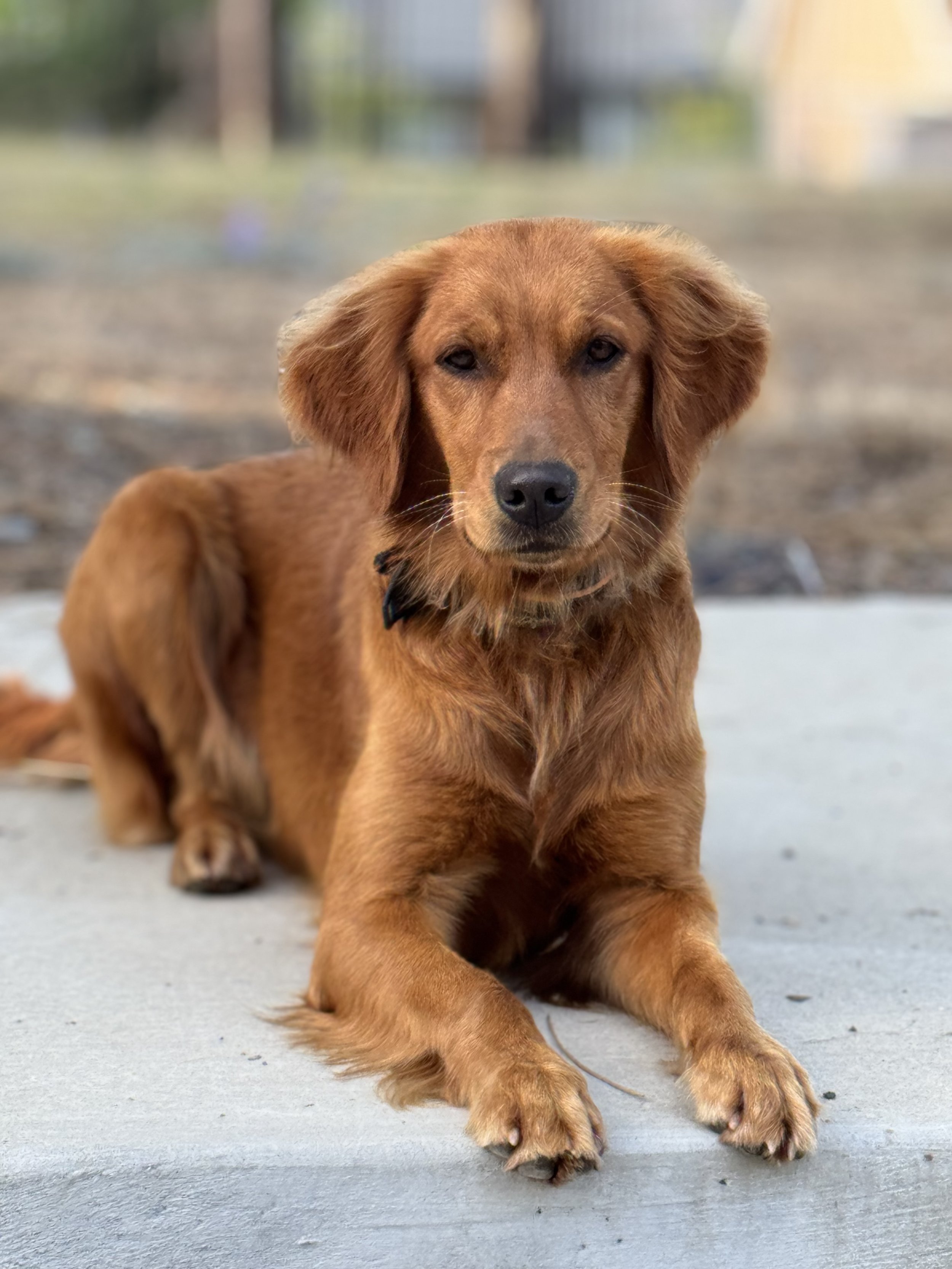 golden retriever mother female dam bitch dark coat red field bred dog