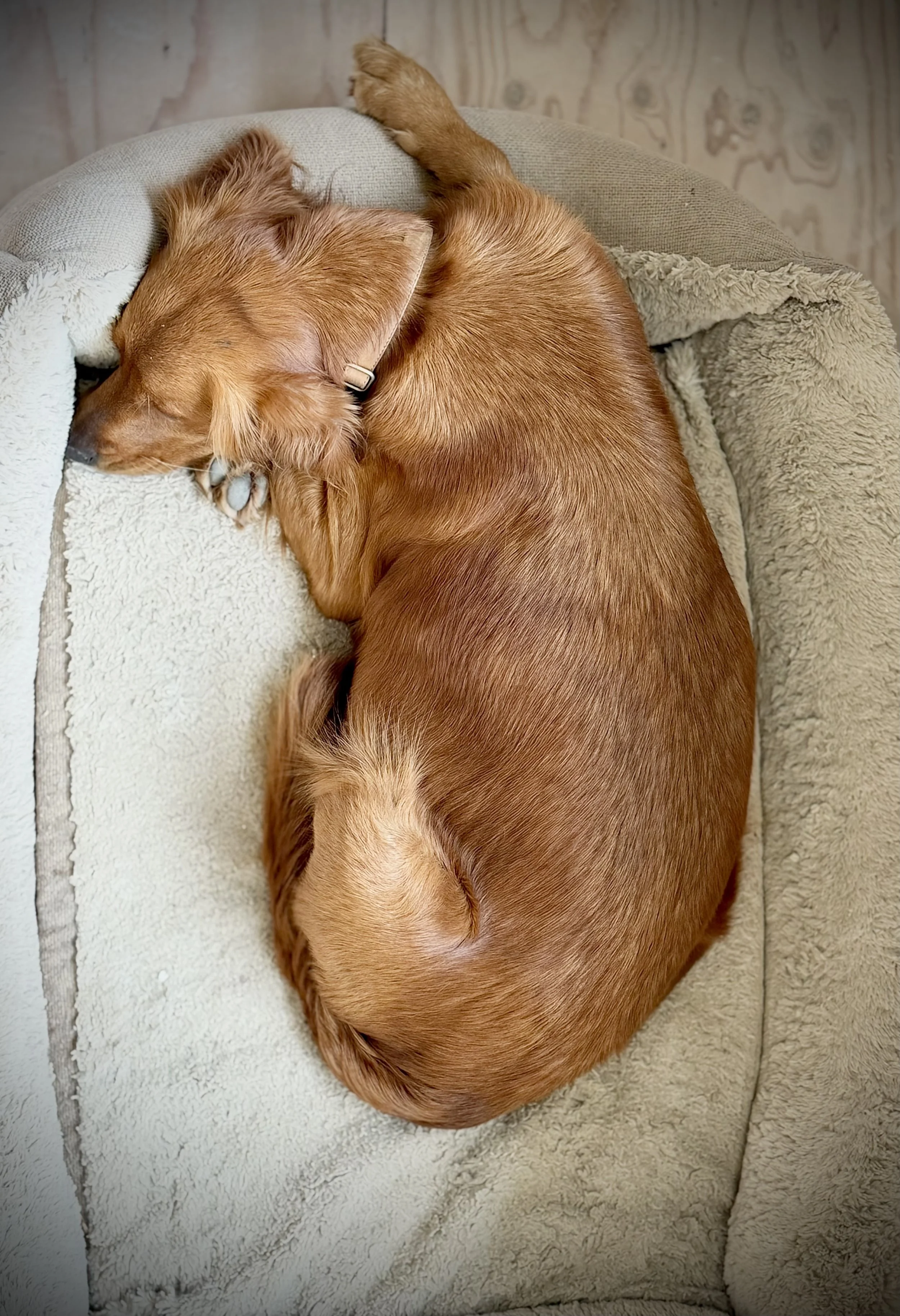 pregnant pure bred golden retriever dog mama mother mom resting. Pregnant golden retriever belly