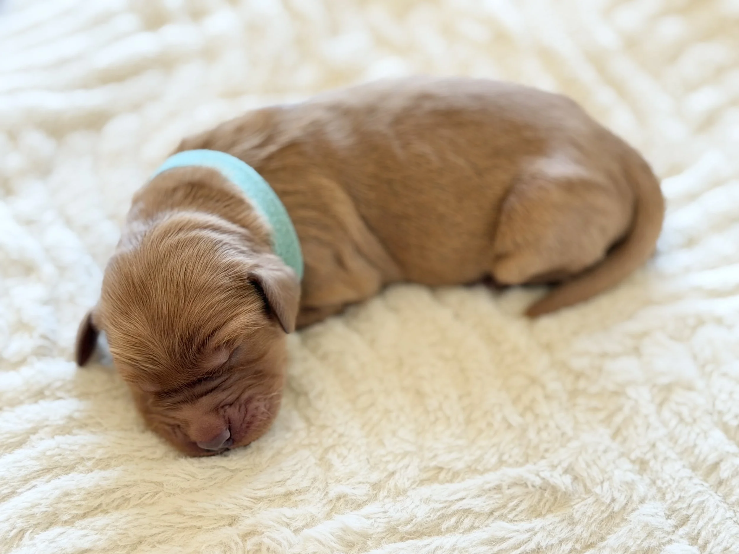 Betsy | Light Blue - Female