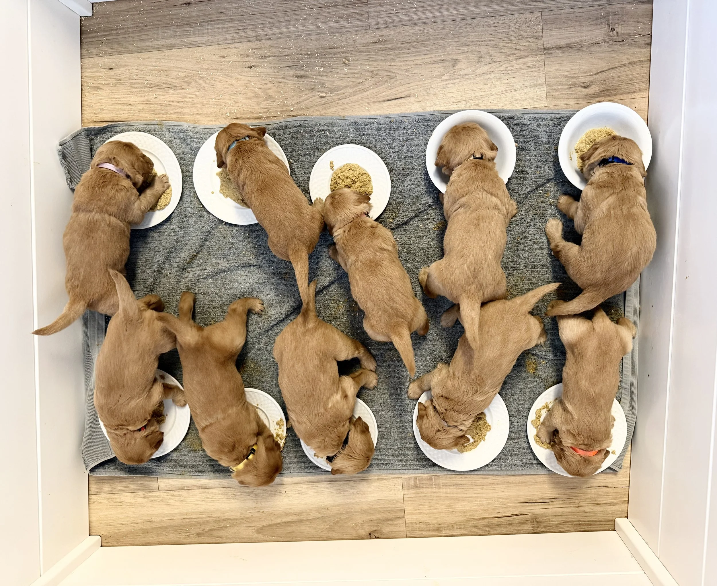 10 puppies learn to eat solids