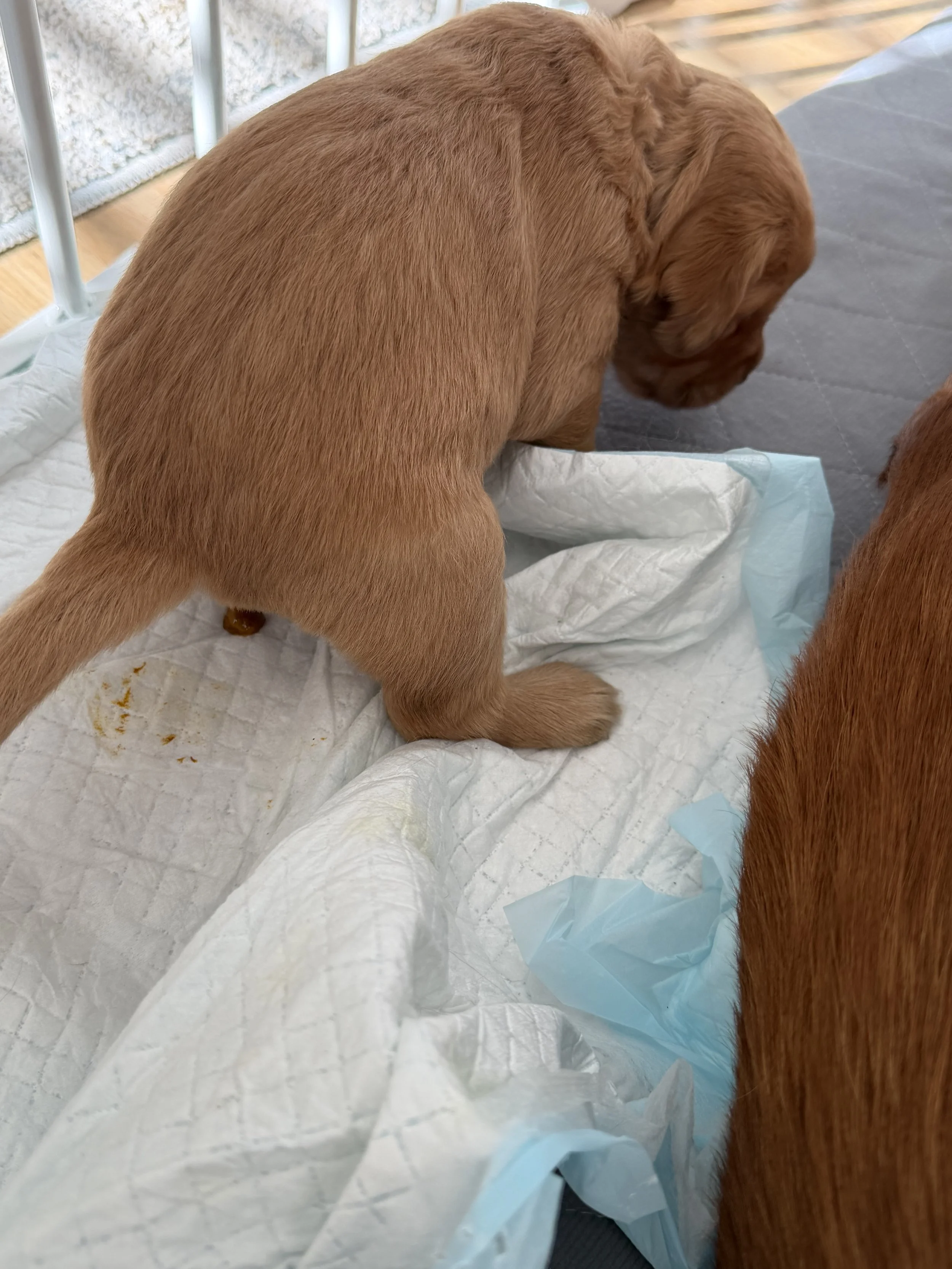 Good little Charlie using the potty pad!