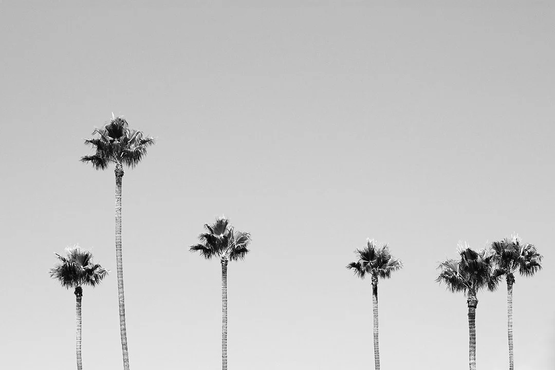 LA Palms IMG_5599.jpg