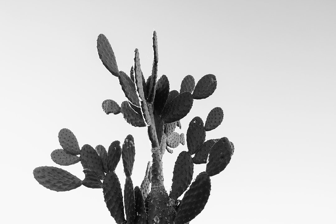 Prickly Pear 1K1A6297.jpg