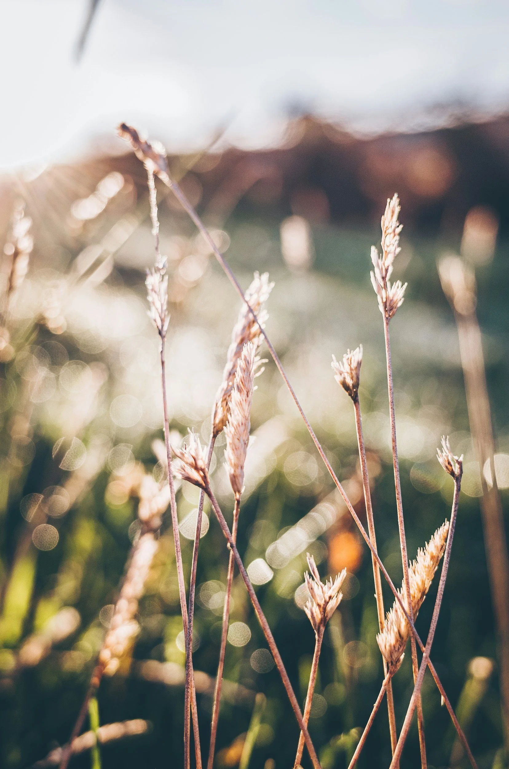 Close-up of dry grass stalks in a field with blurred background and bokeh effect.
