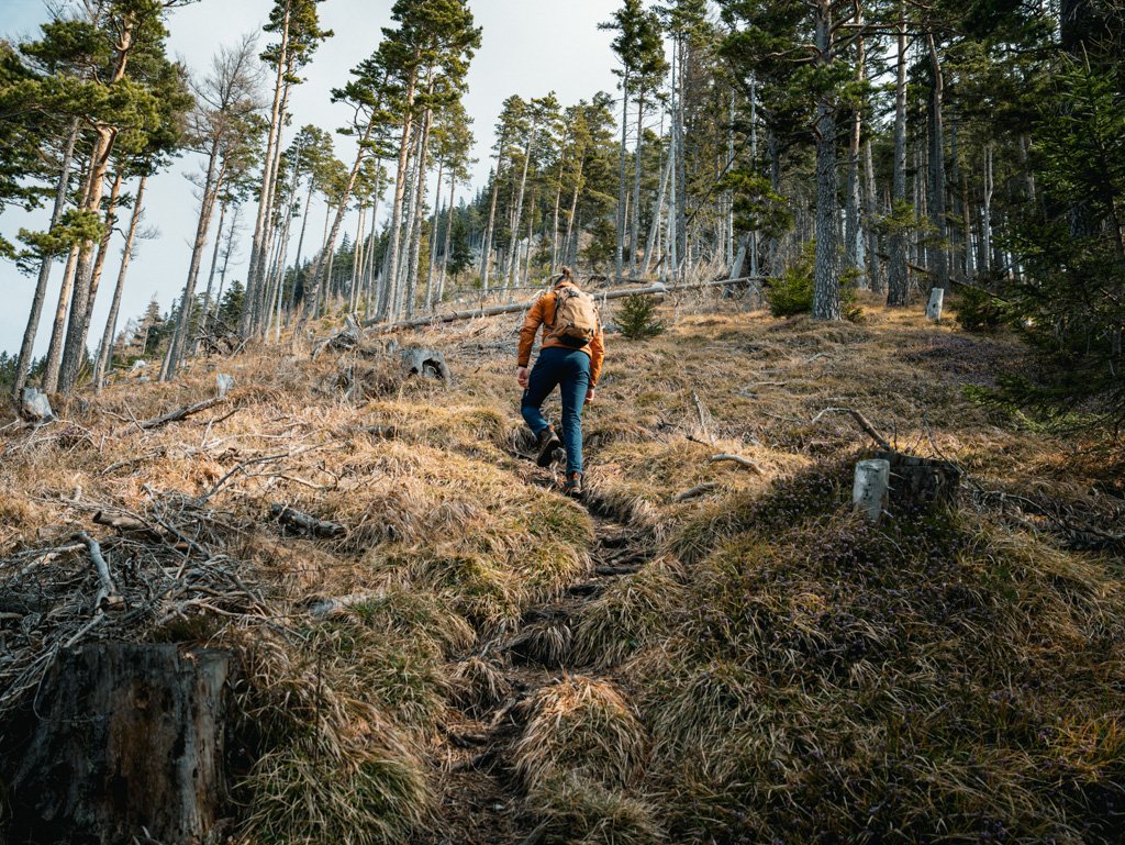 Ein Mensch wandert einen steilen Waldpfad hinauf in einem Nadelwald mit vielen Bäumen und fallenden Blättern.