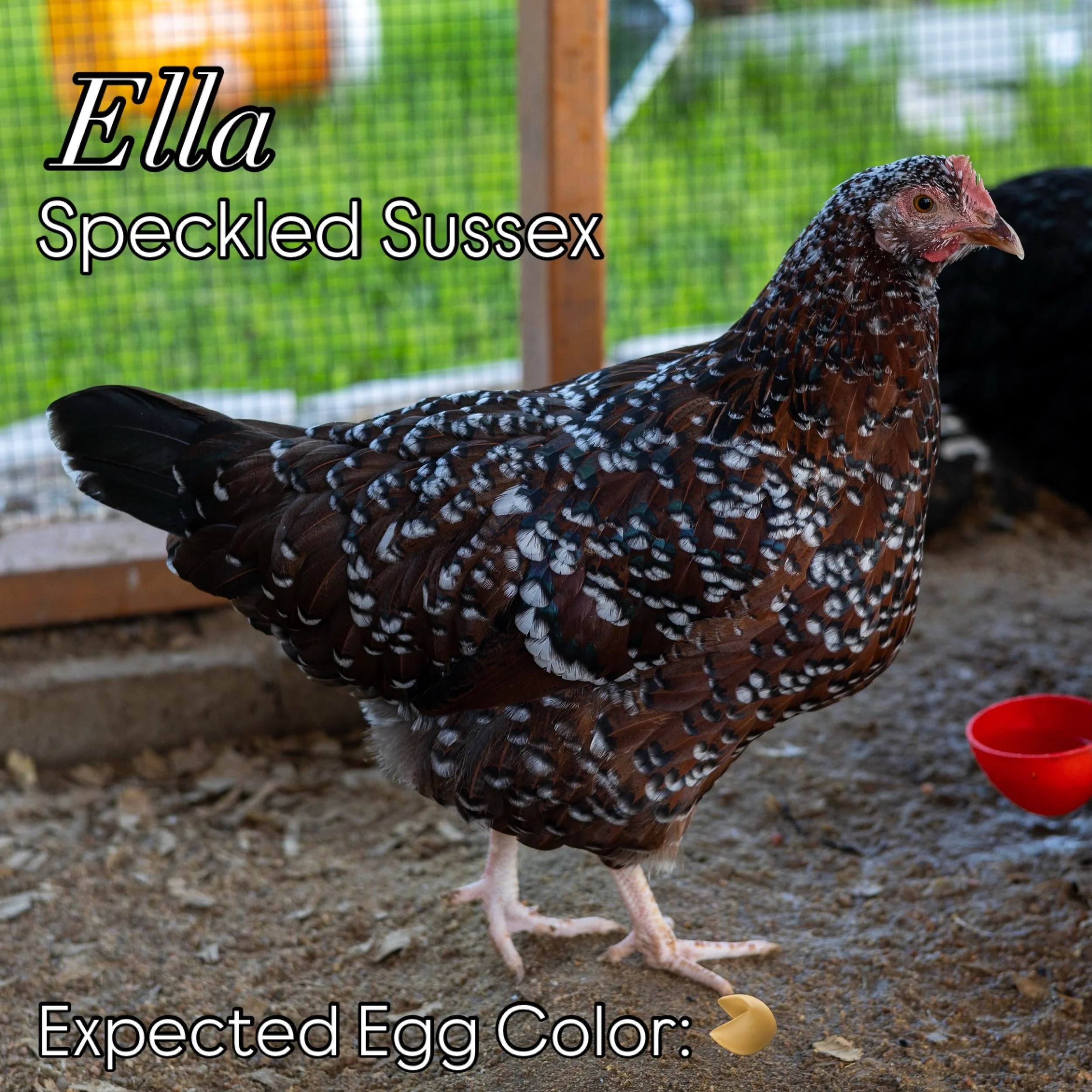 🐔 Meet the flock! 🥚🌿
We thought it was time to introduce the eight ladies of Ford Gonzalez Farms! We&rsquo;re excited to see which colorful eggs everyone will eventually lay. 🤎💙💚
Swipe through to meet each of our girls and learn a little more a