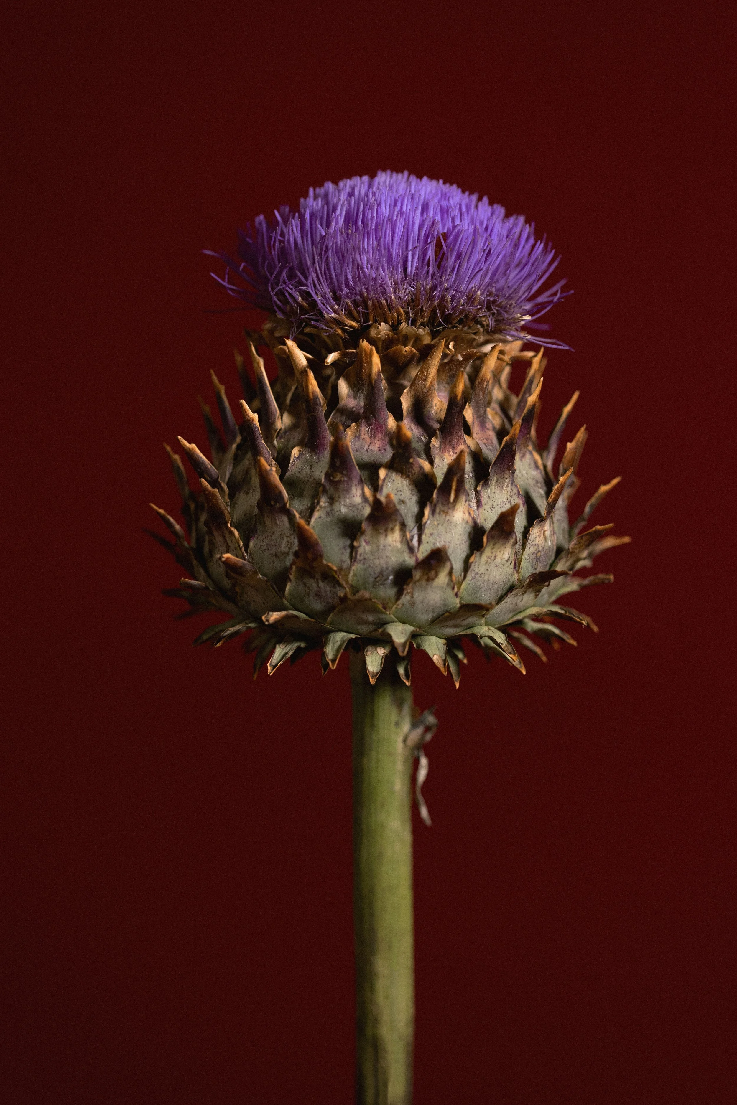 Fiore di cardiofilla con petali viola, sfondo rosso scuro.