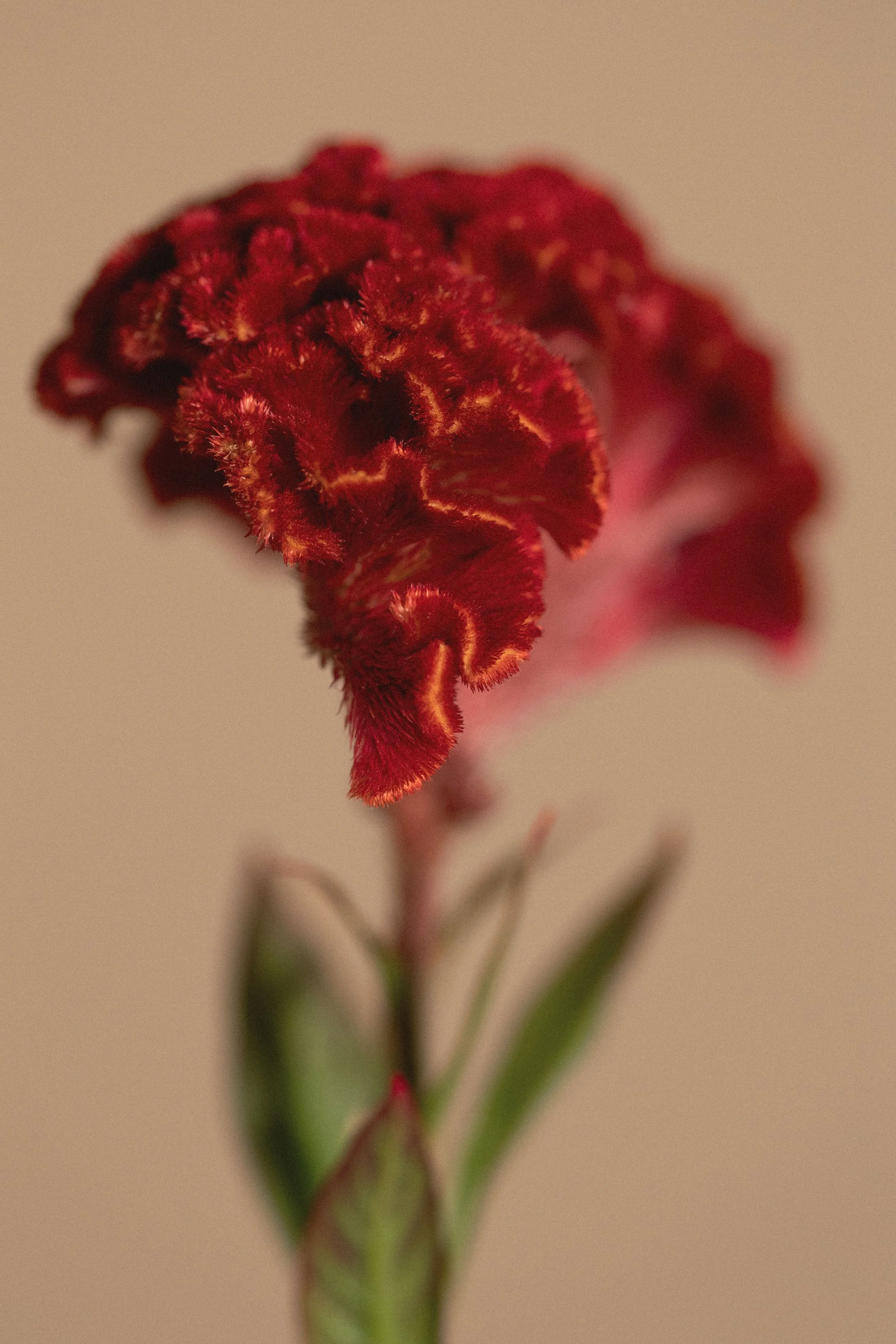 Fioritura di un fiore rosso con petali ricchi di piccole setole verdi e foglie verdi alla base.