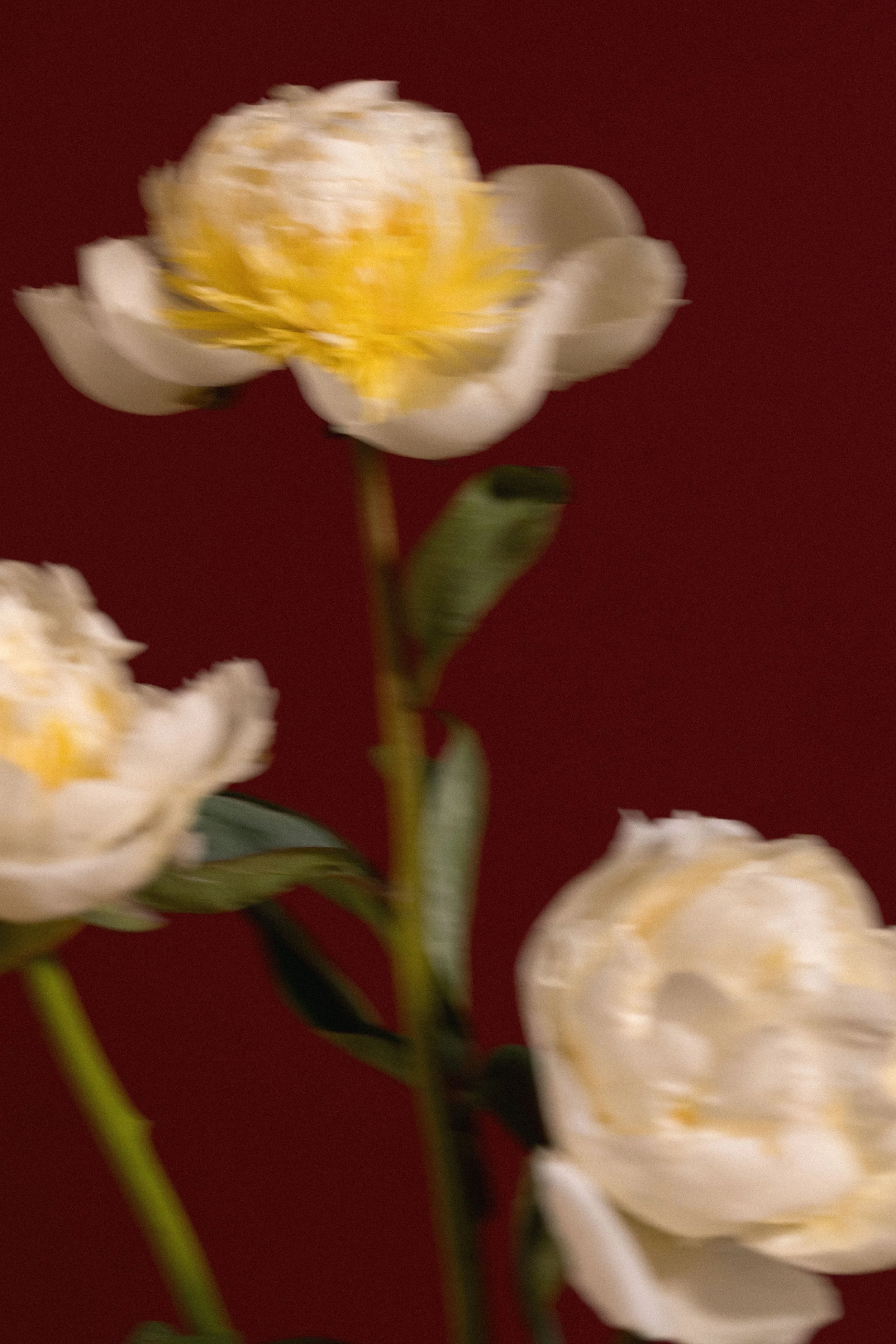 Fiori bianchi con petali e centro giallo, sfondo rosso scuro.