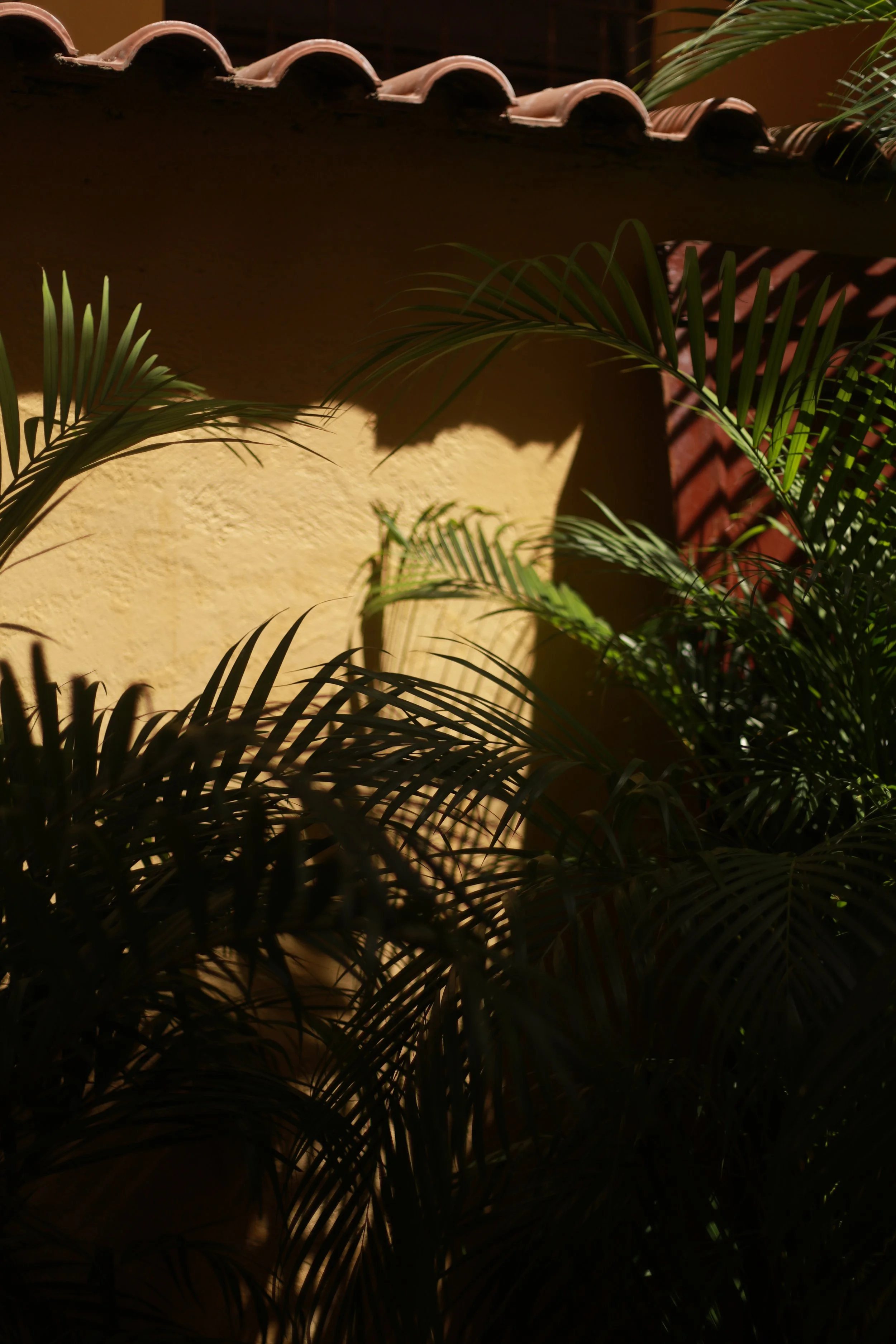 Fondo scuro con foglie verdi di palme e una parete beige, con una tettoia di tegole in terracotta in alto