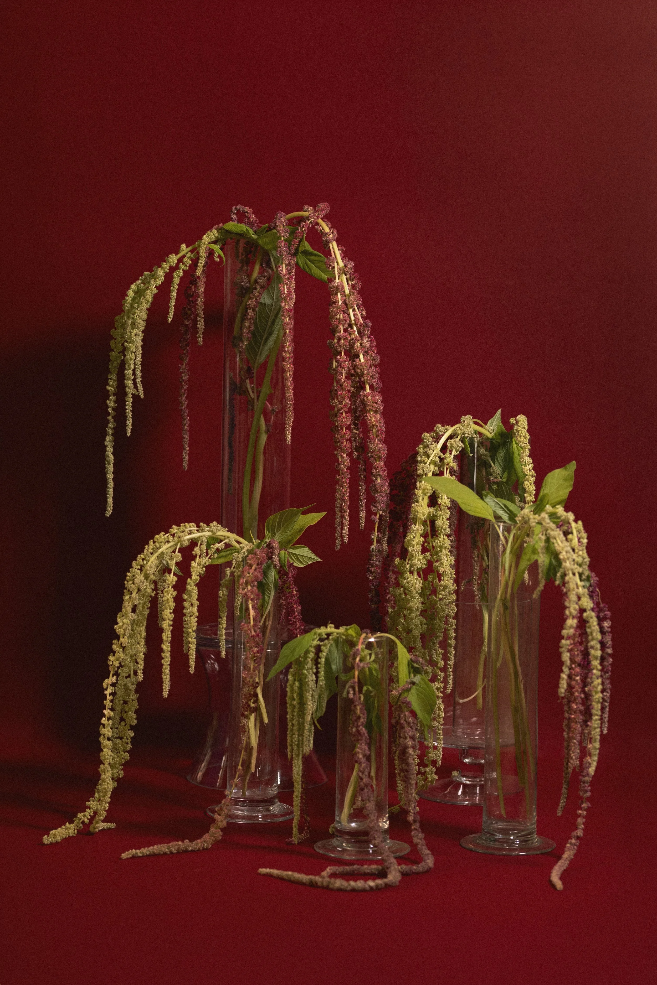 Fiori di astilbe in diversi vasi di vetro su sfondo rosso