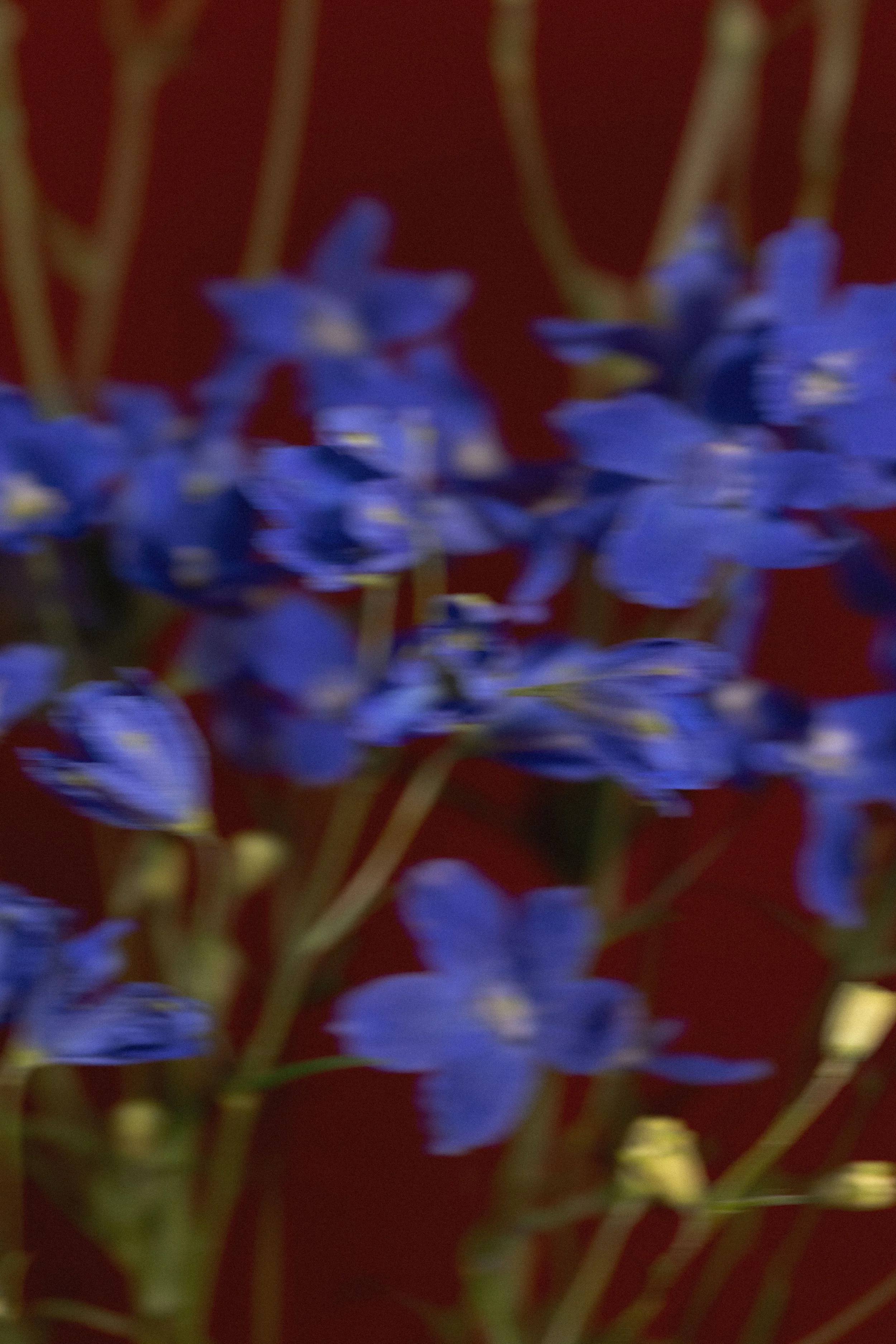Fiore di lavanda blu con sfondo sfocato di foglie verdi.