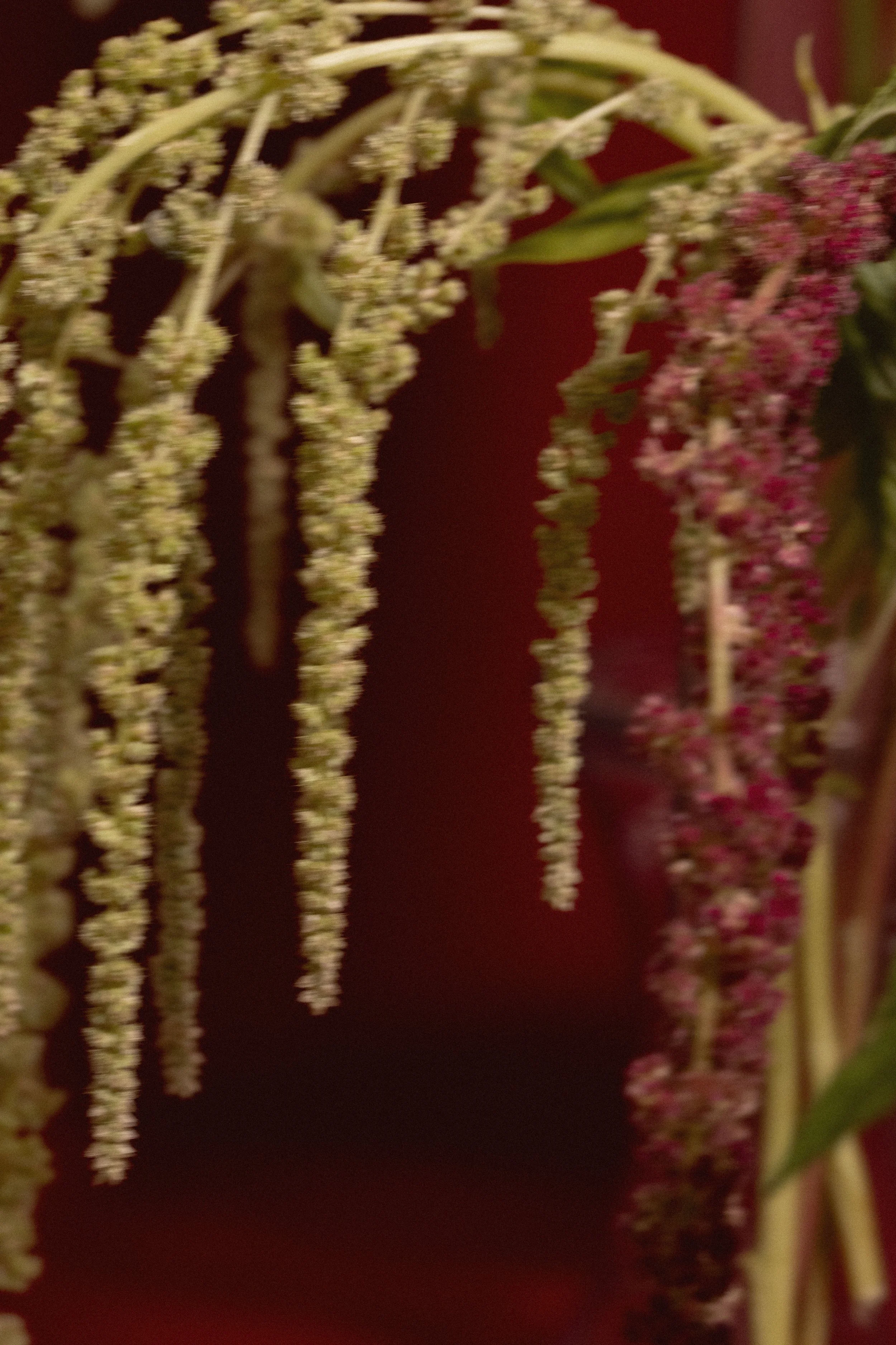 Fiori di melograno con grappoli di fiori bianchi e rosa su sfondo scuro.